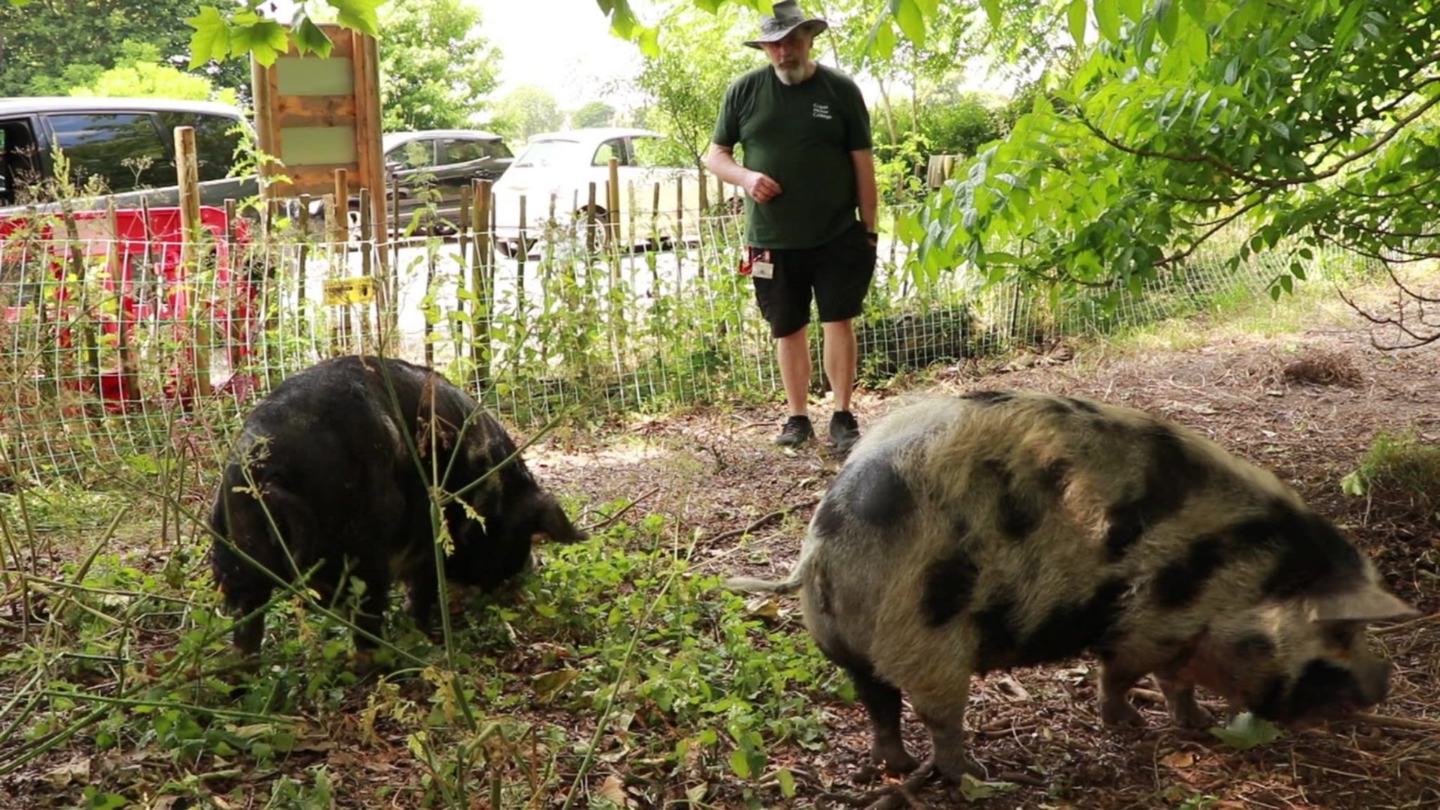 Two pigs in a pen, one is dark coloured and the other is a light colour with black spots