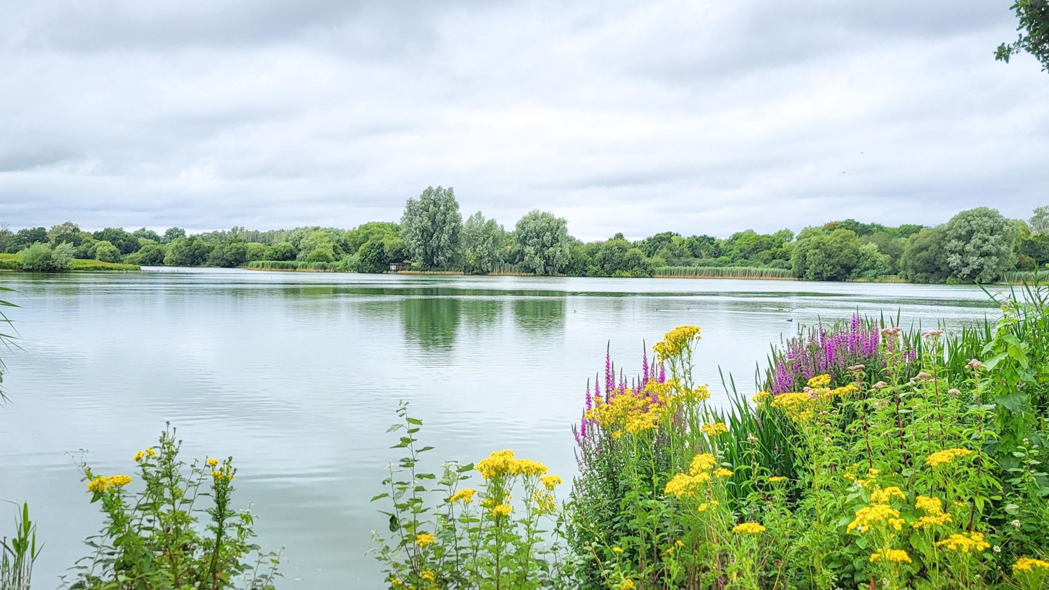 A large green lake fills the shot with yellow and purple flowers on the right. The far bank in the background is lined with trees. The surface of the lake is still.