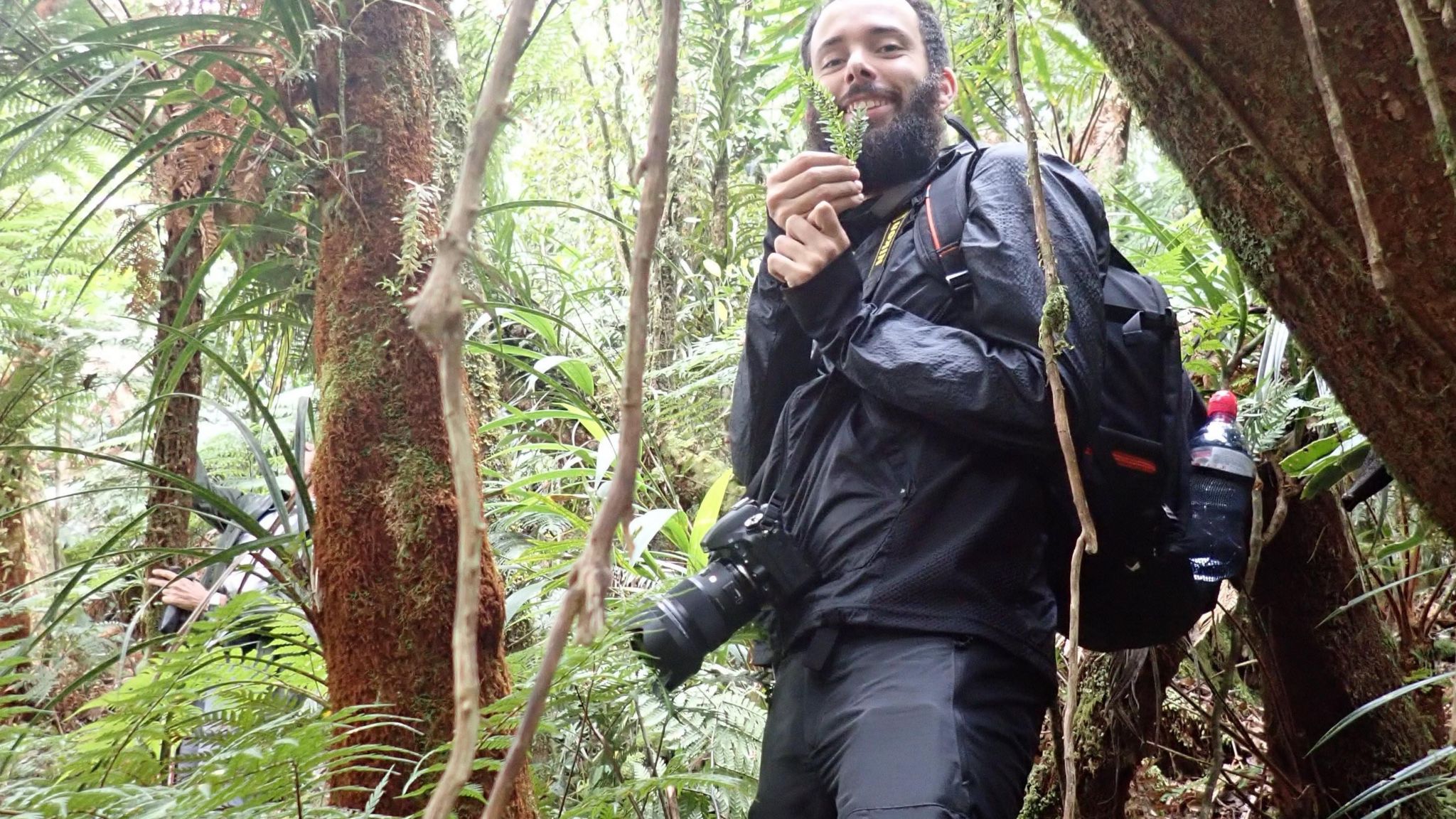 Scientist collecting fern from rainforest