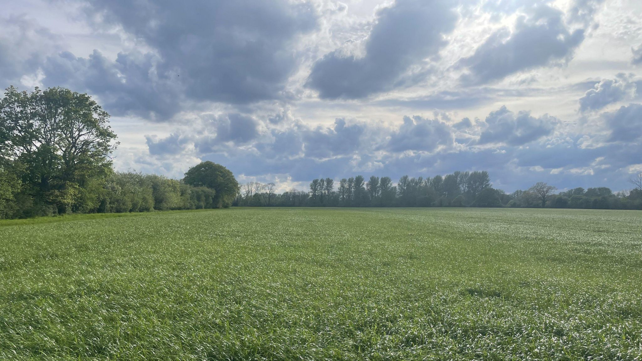 A lush green field with trees in the background where we can see blue sky with clouds