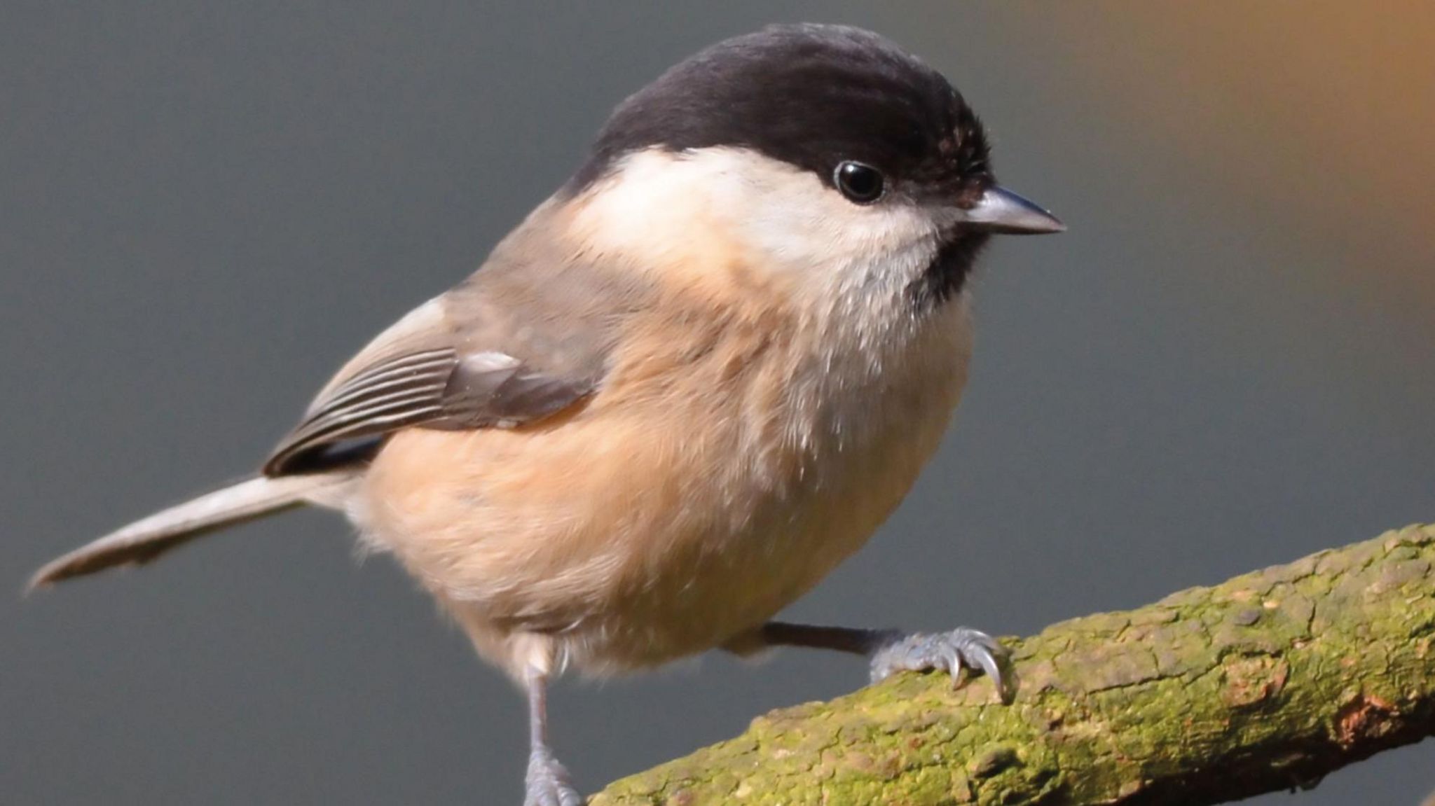 A picture of a willow tit