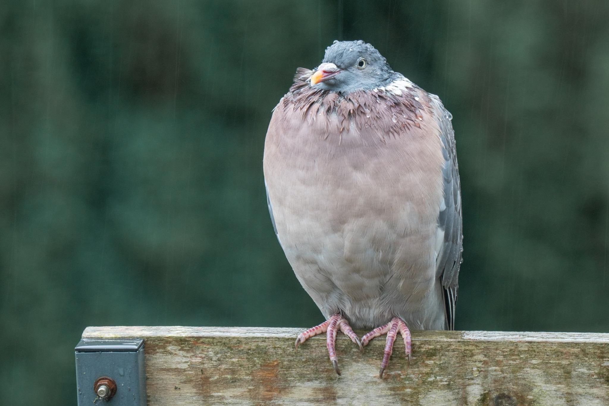 A pigeon is covered in rain as it perches in Ranton, Staffordshire