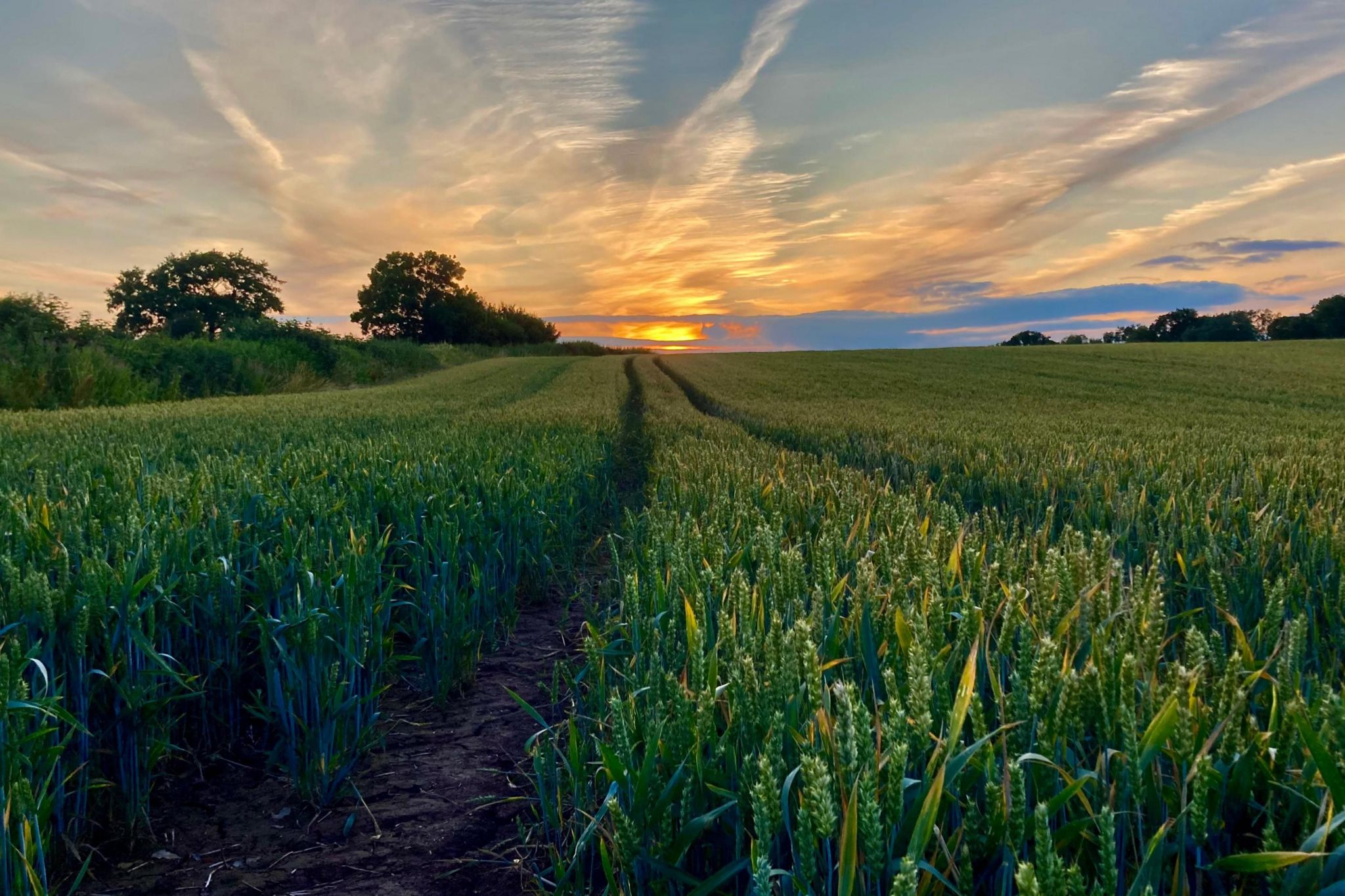 A field of green wheat at sunset, with tractor tracks leading away from the photographer