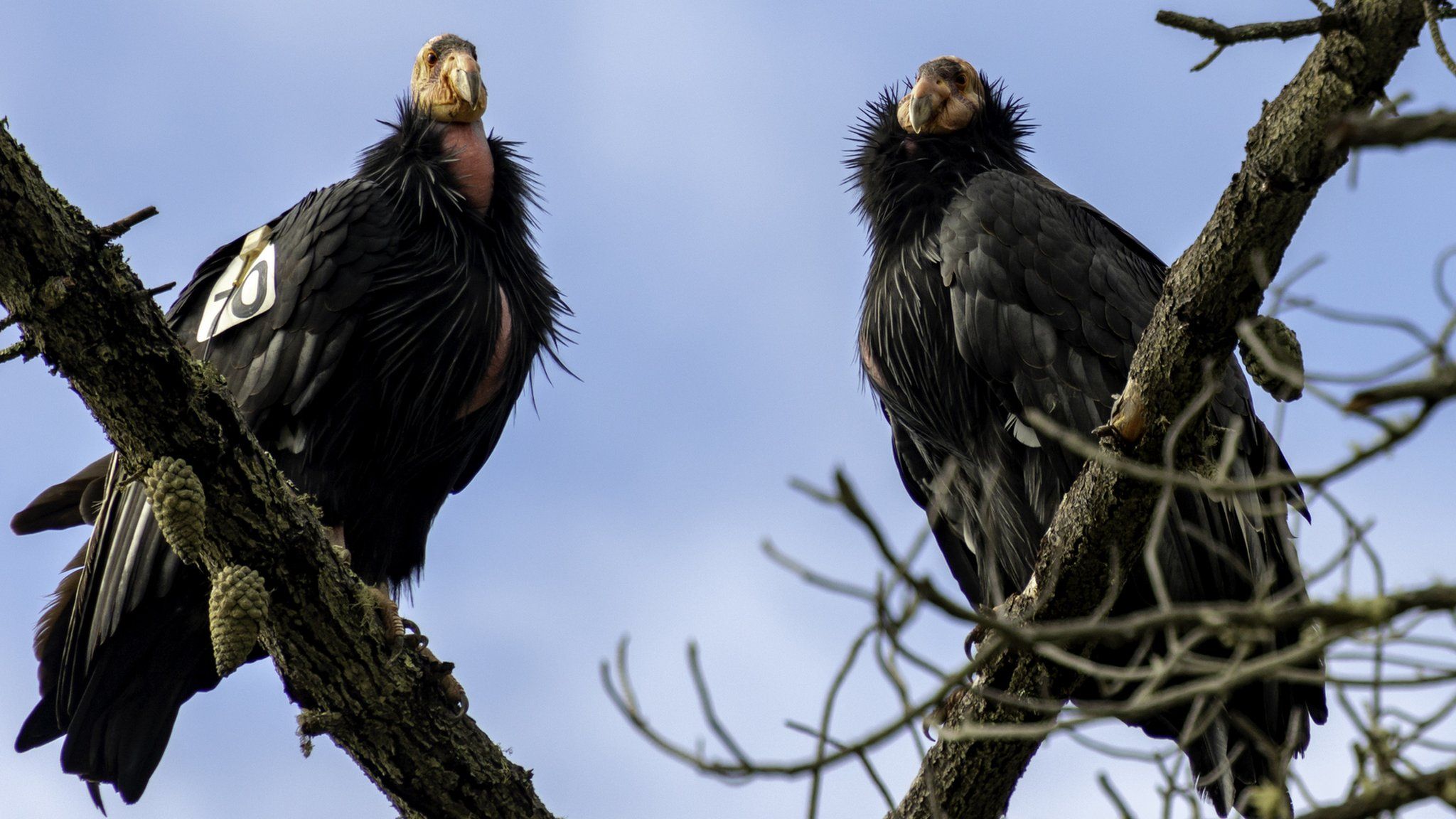 Two California Condors