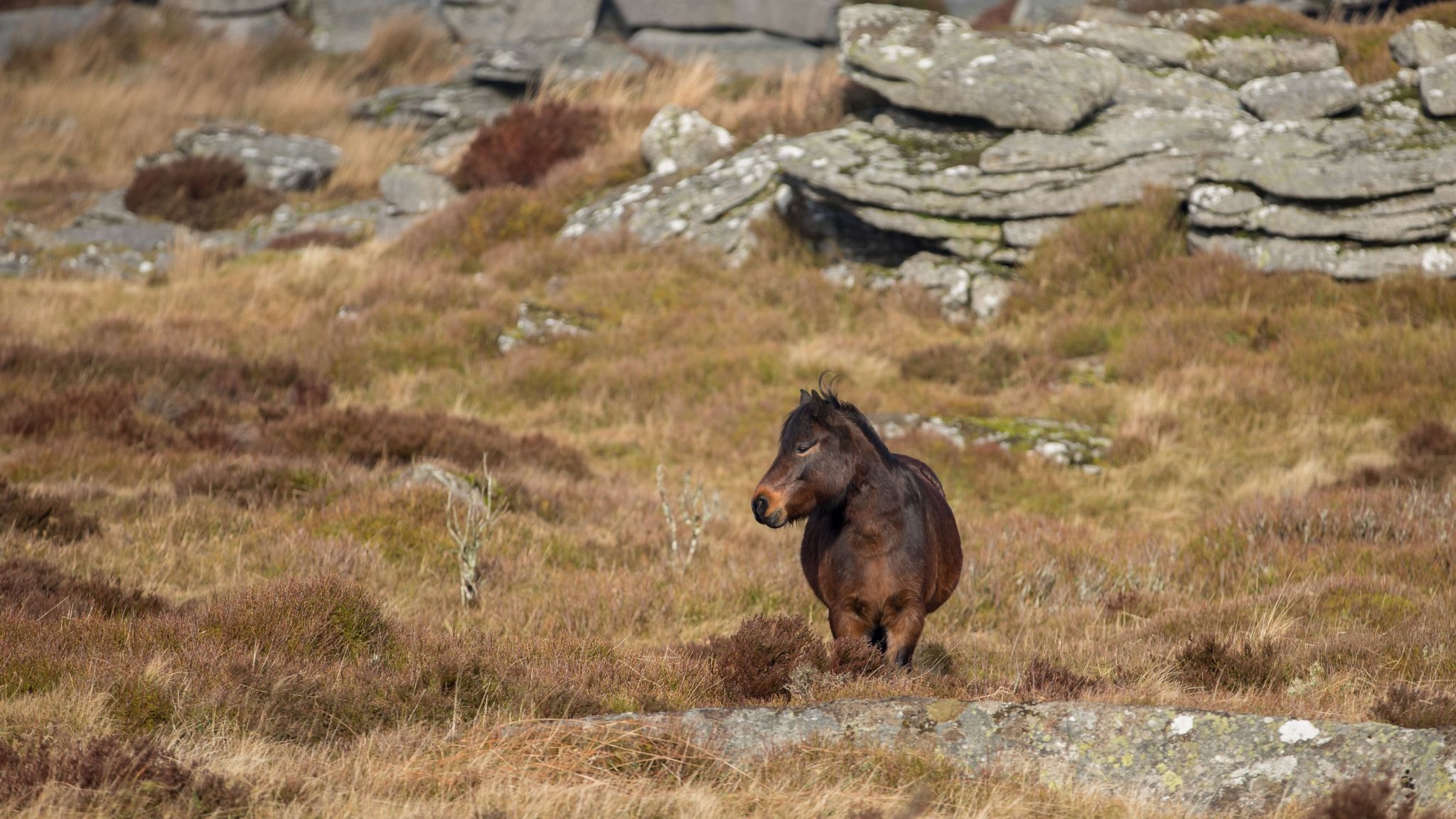 Dartmoor pony herd to increase to help restore moorland BBC News