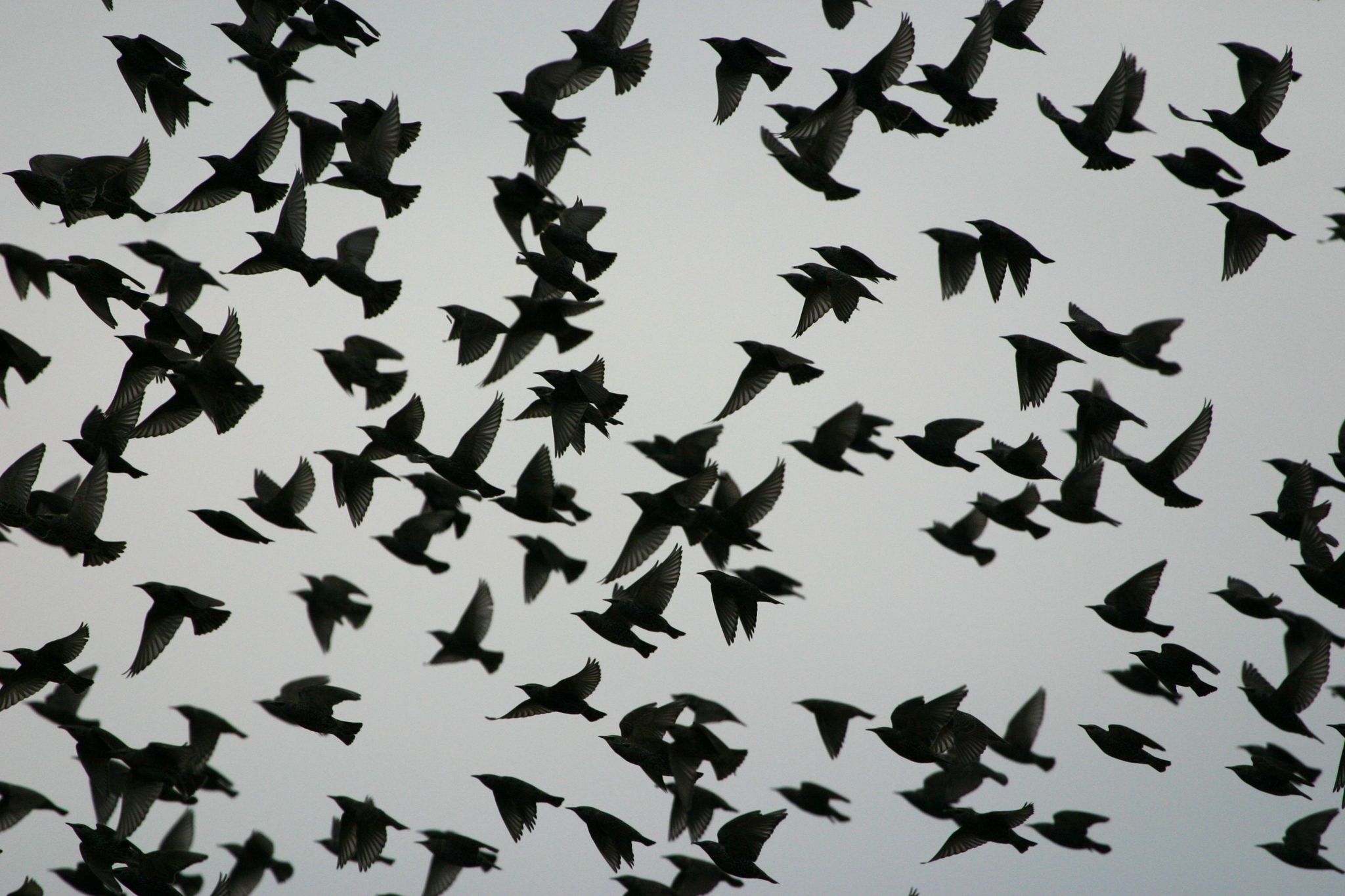 Starlings flying 
