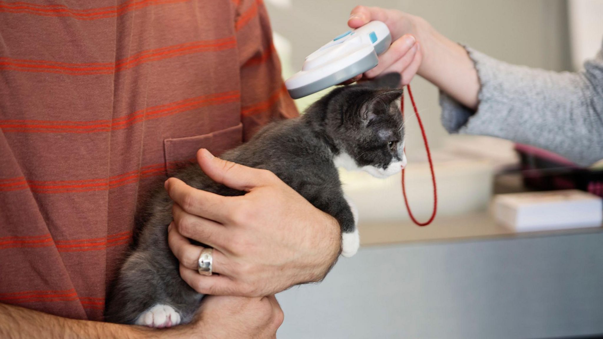 New law means cats in England must be microchipped BBC Newsround