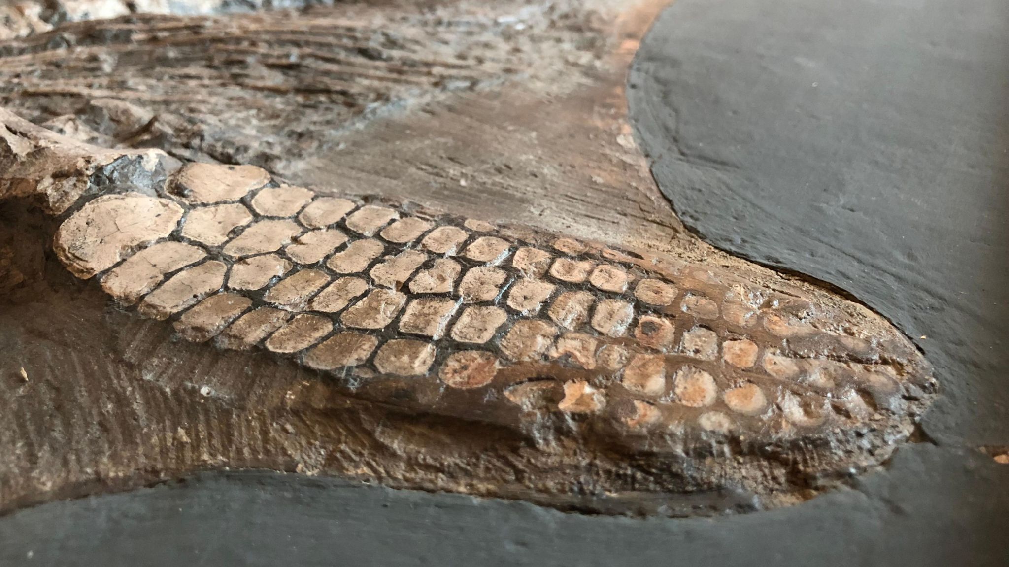 Protoichthyosaurus fossil at Wollaton Hall