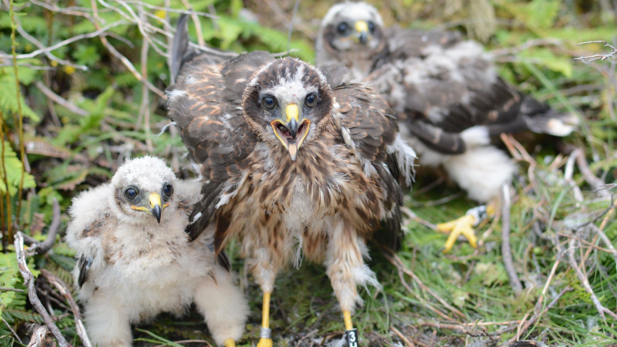 England's northern upland hen harrier numbers increase - BBC News