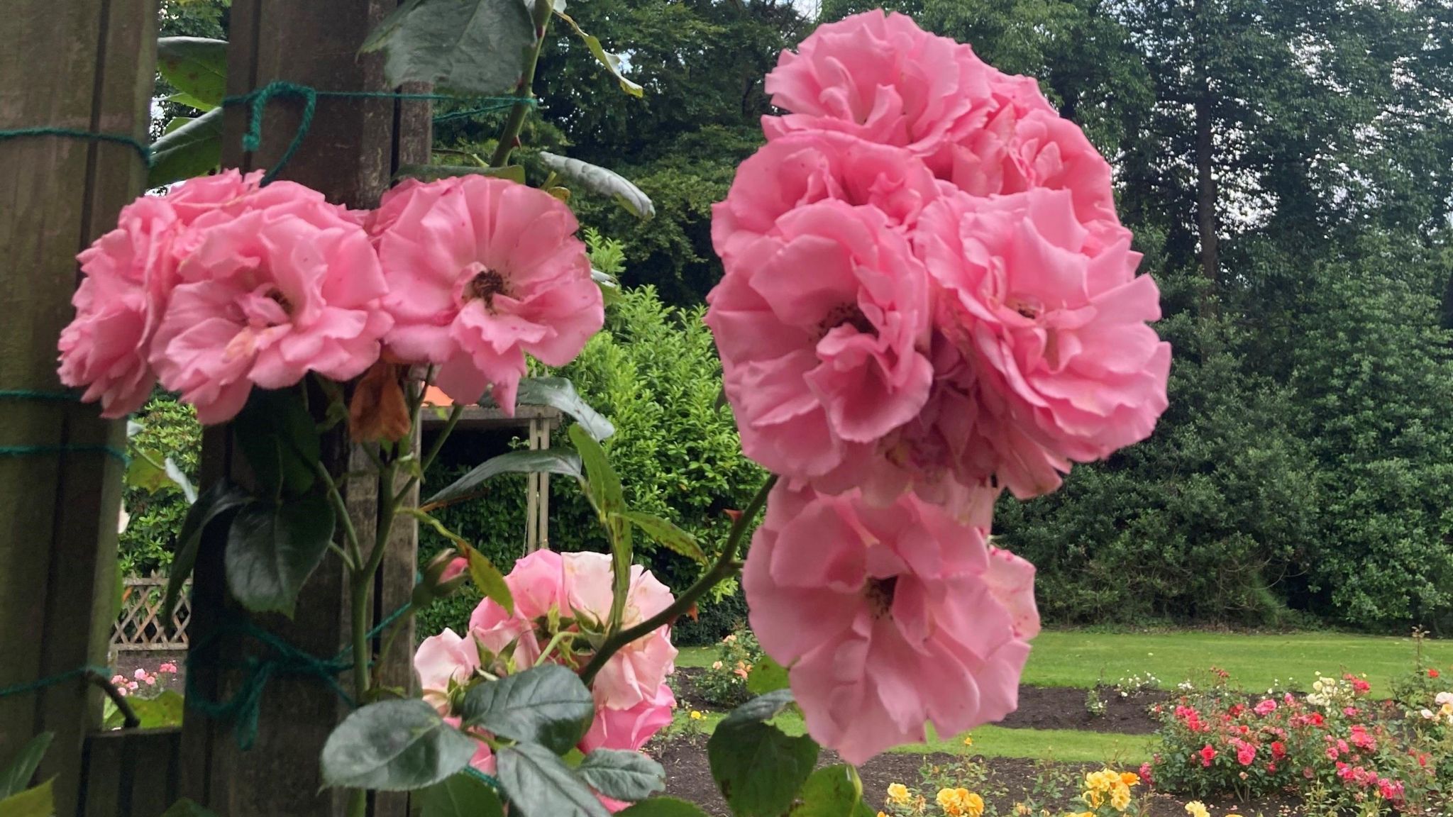 A close-up of pink roses attached to a wooden post with trees in the background