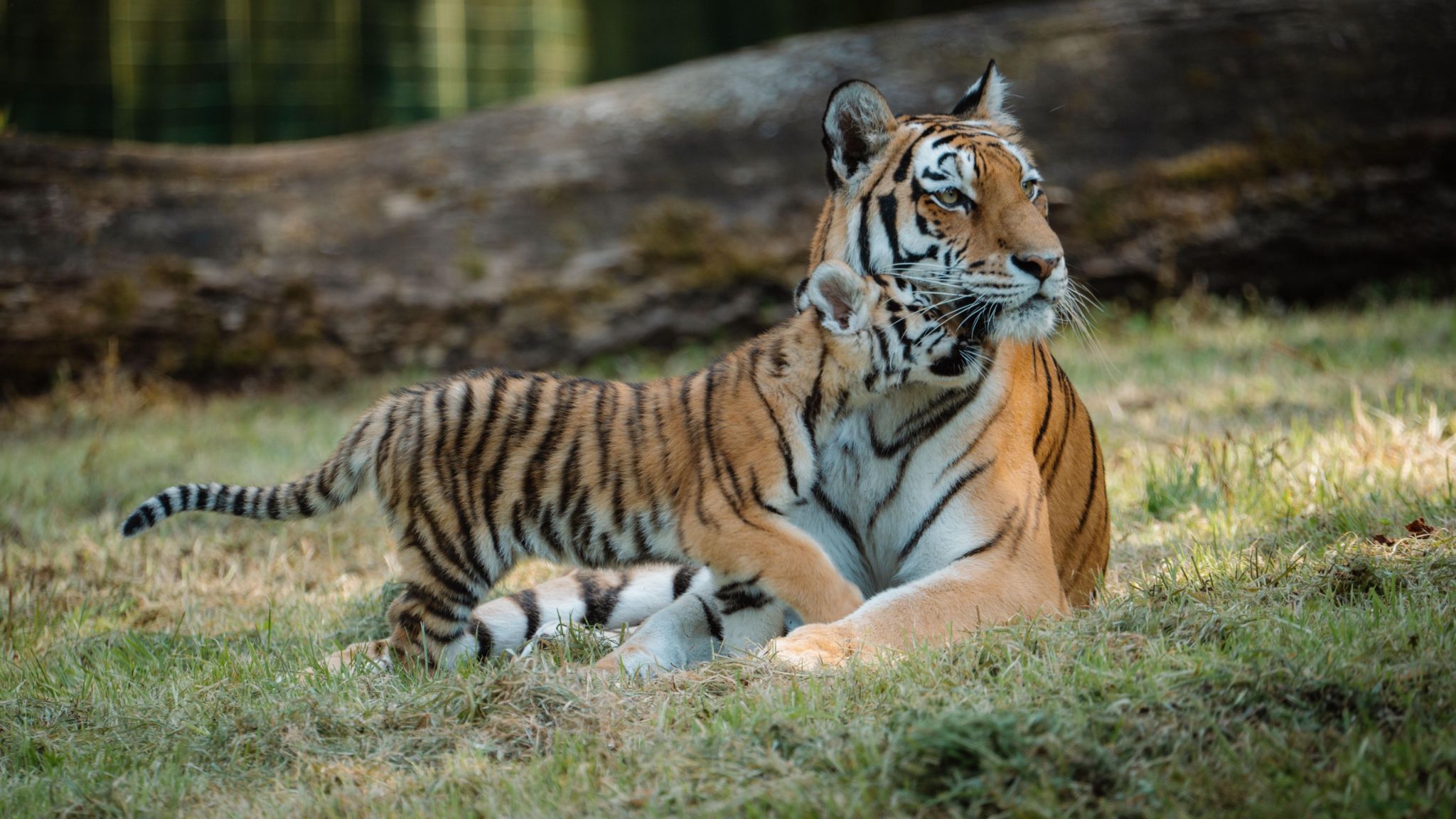 Two Amur tigers. One is fully grown, the other is a cub. The cub has its face against the mother's chin. 