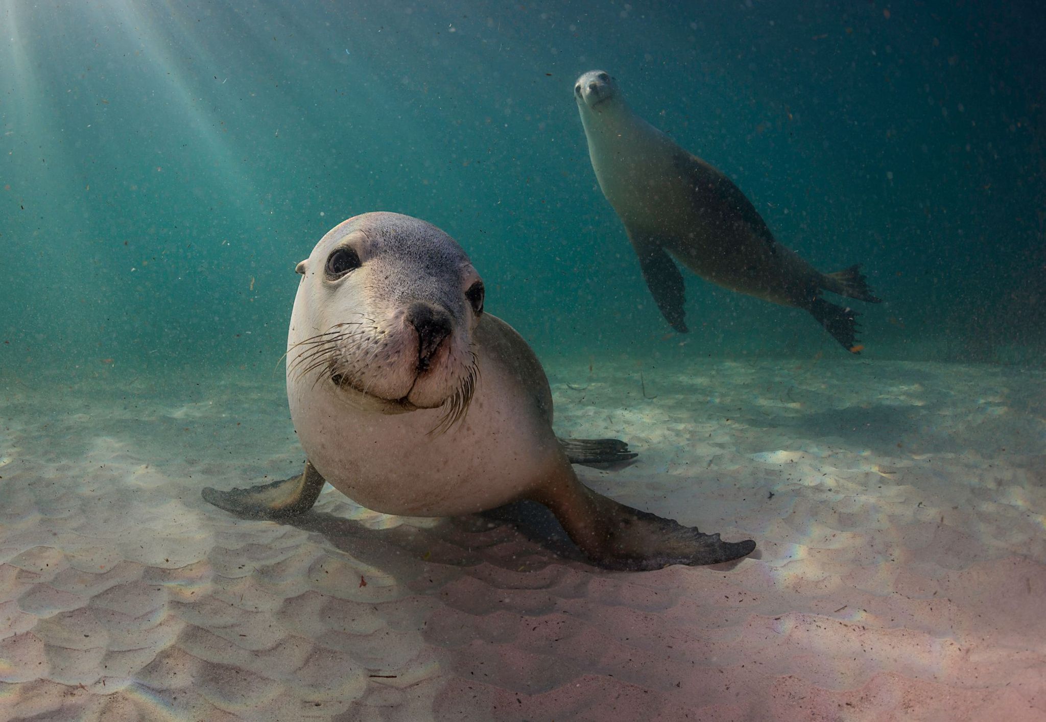 An Australian sea lion resting on the sea bed