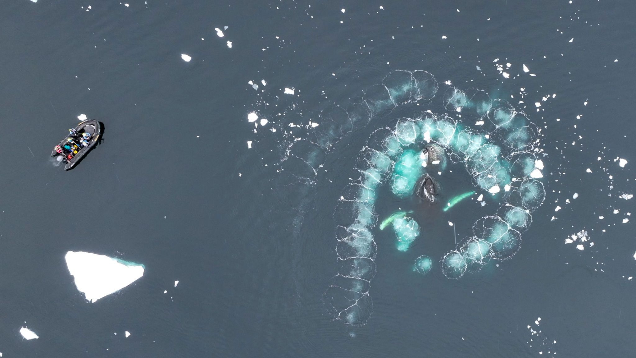 Aerial view of humpback whales feeding on krill