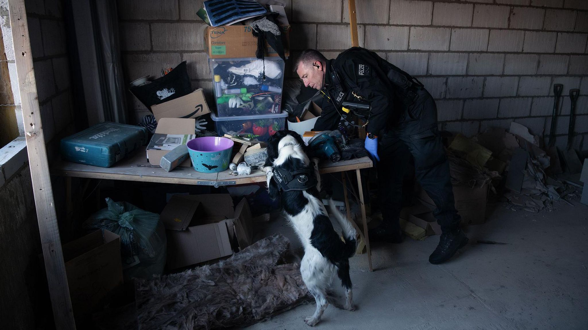 Police sniffer dog sniffs drugs