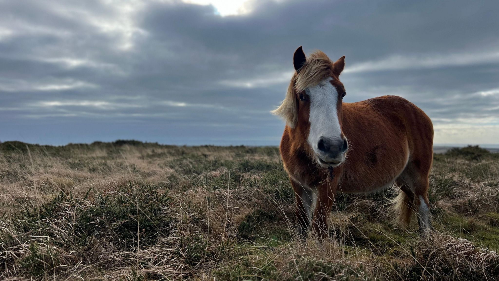 A horse on Gower common