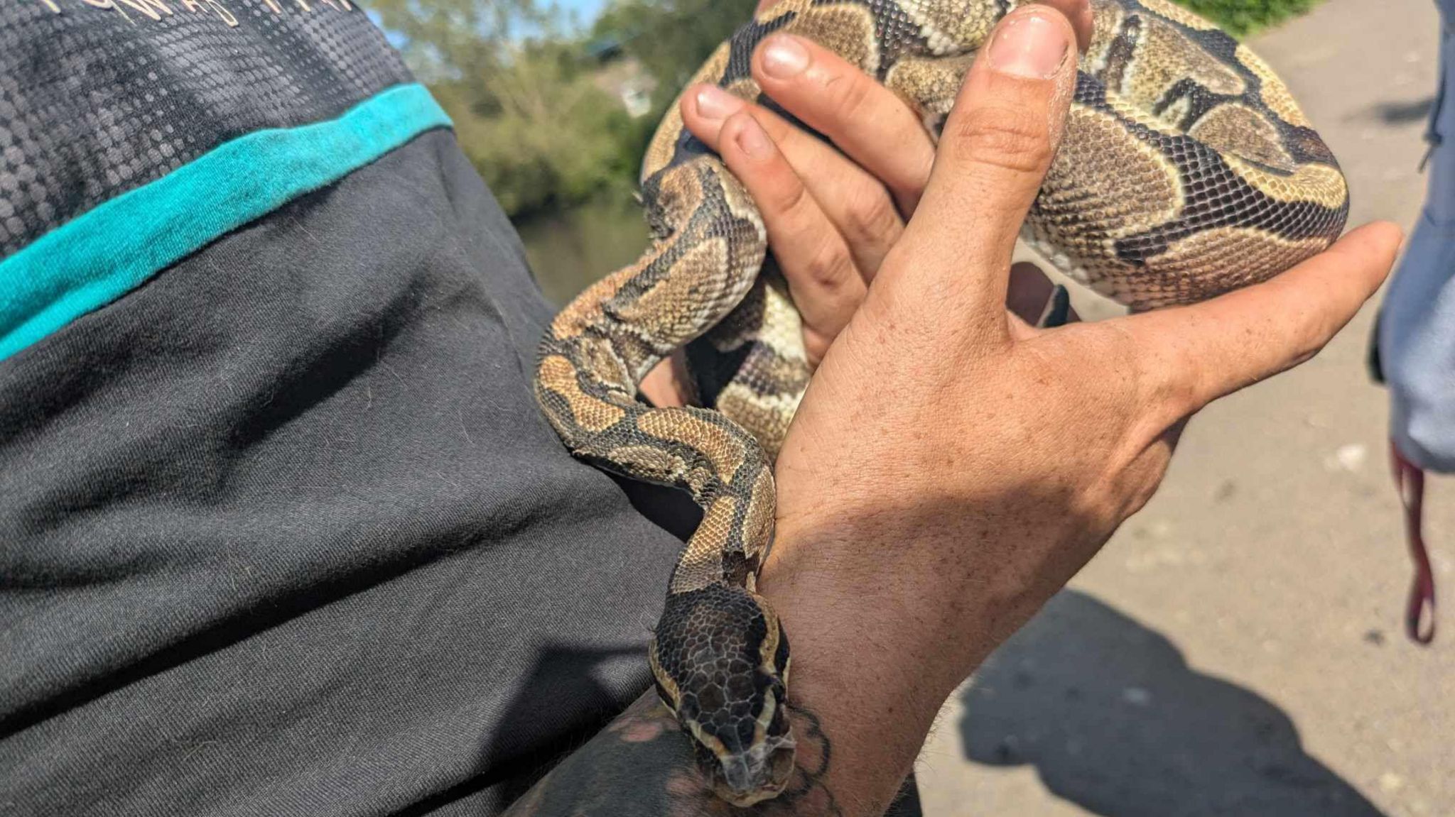 Woman finds python curled up in grass at King's Mill Reservoir - BBC News