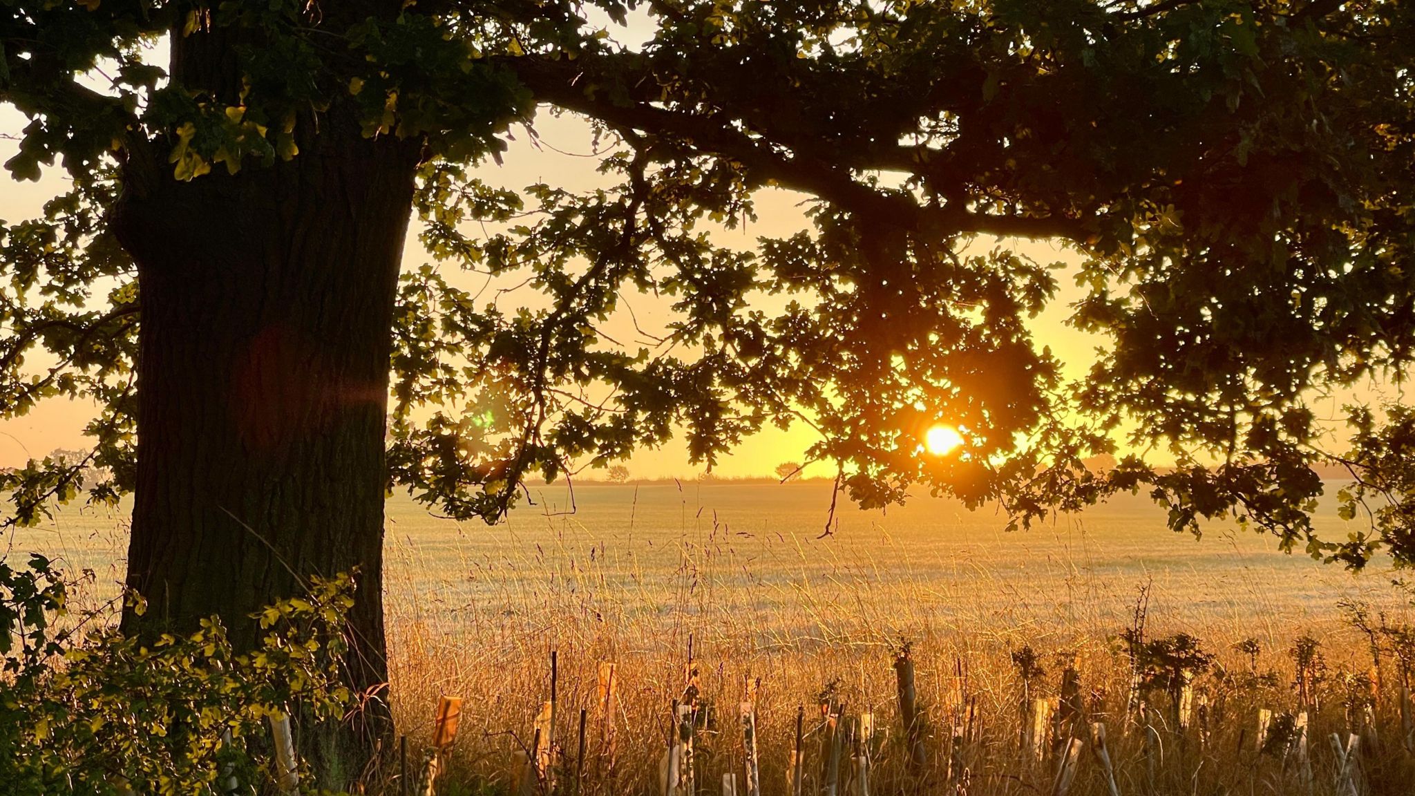 A low sun pierces through a tree's leaves that sits in front a field stretching to the horizon where the land meets an orange sky