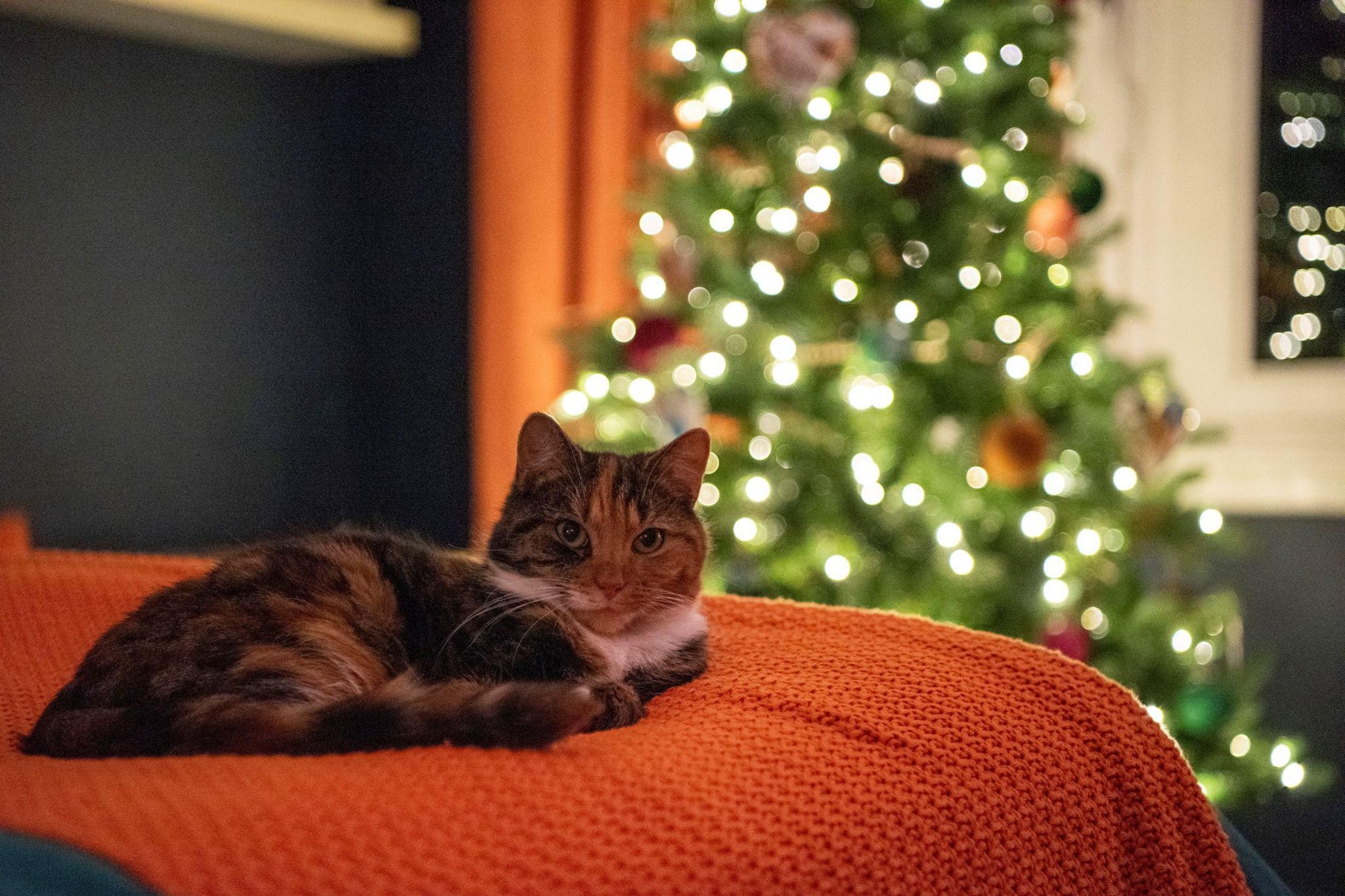 A cat on a bed in front of a Christmas tree