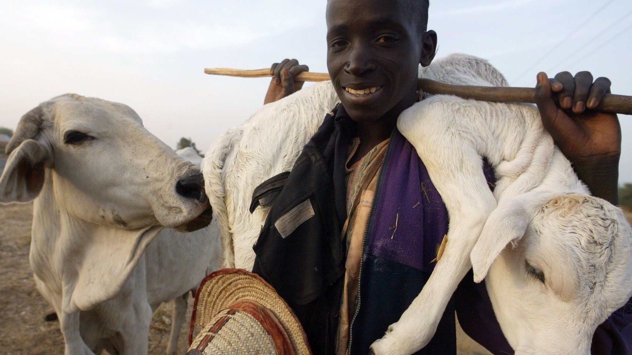 A Fulani herdsman carrying a calf on his shoulder in Kano, northern Nigeria.