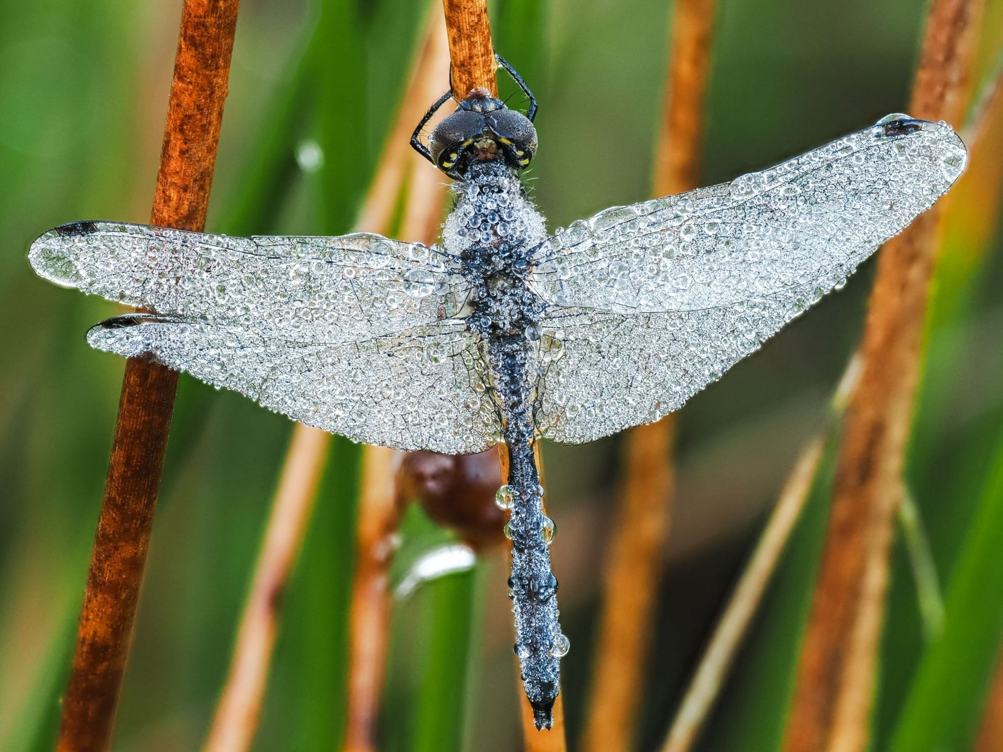 Dragonfly with dew-soaked wings