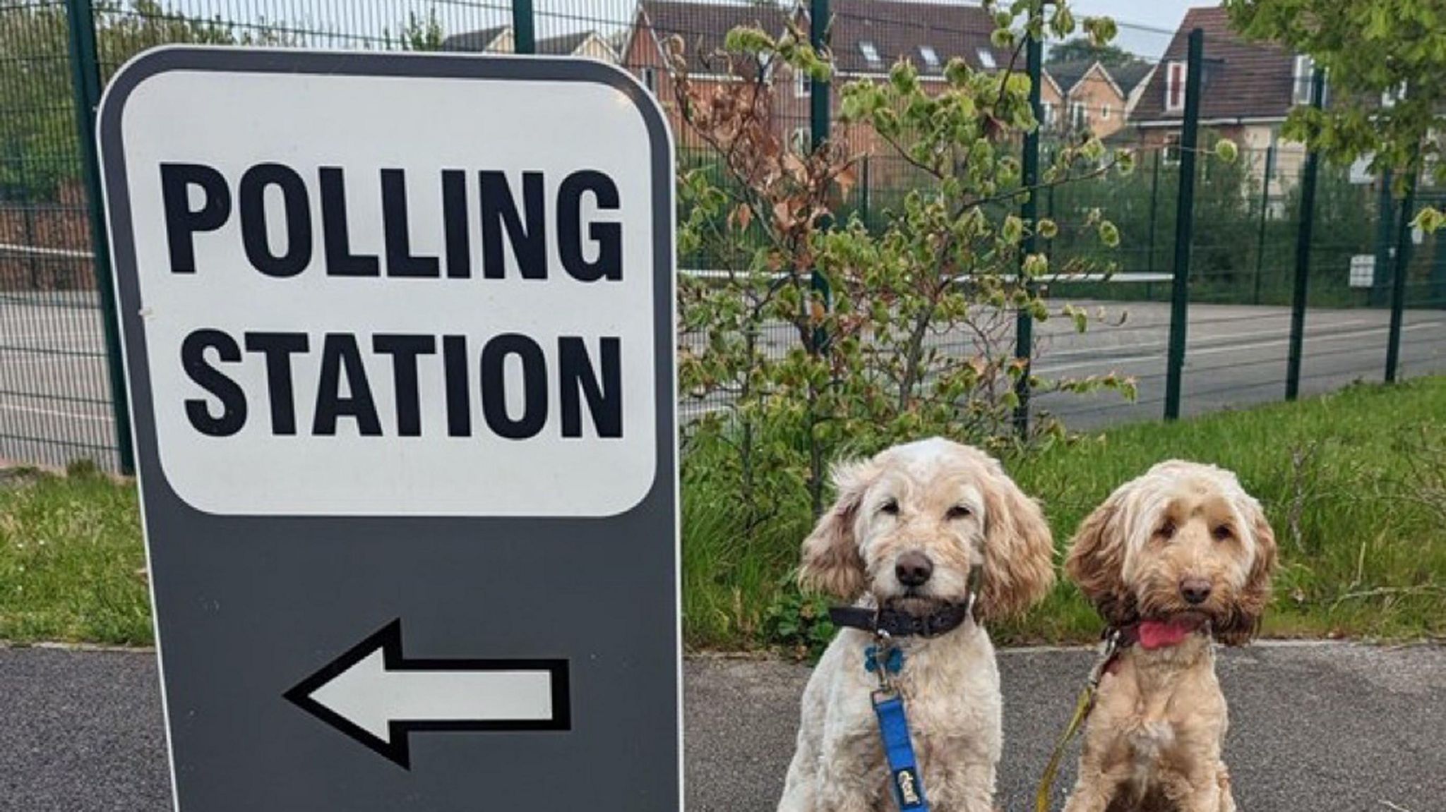Polling station sign and two dogs