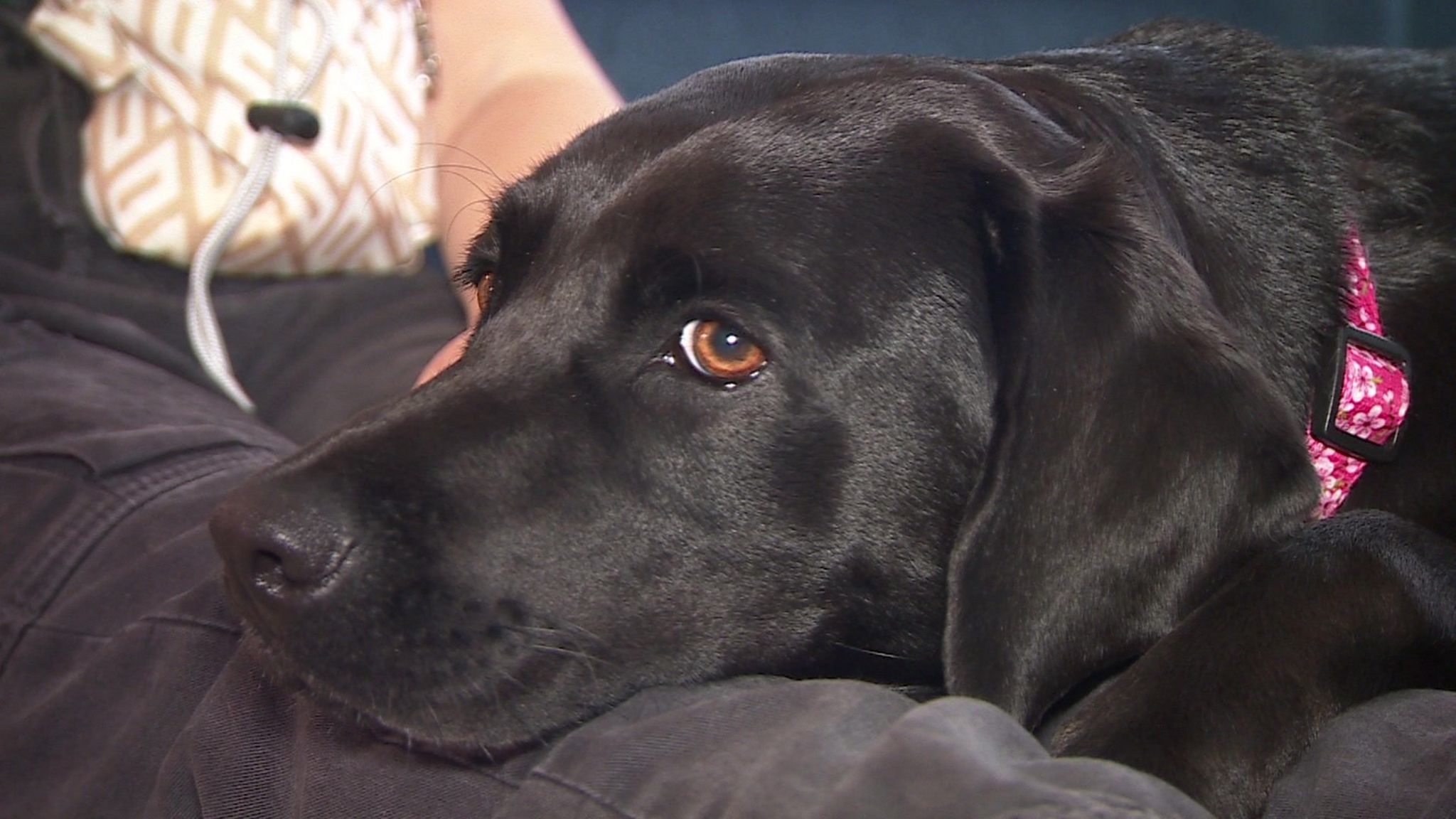 Close up of a black Labrador's head resting on a lap