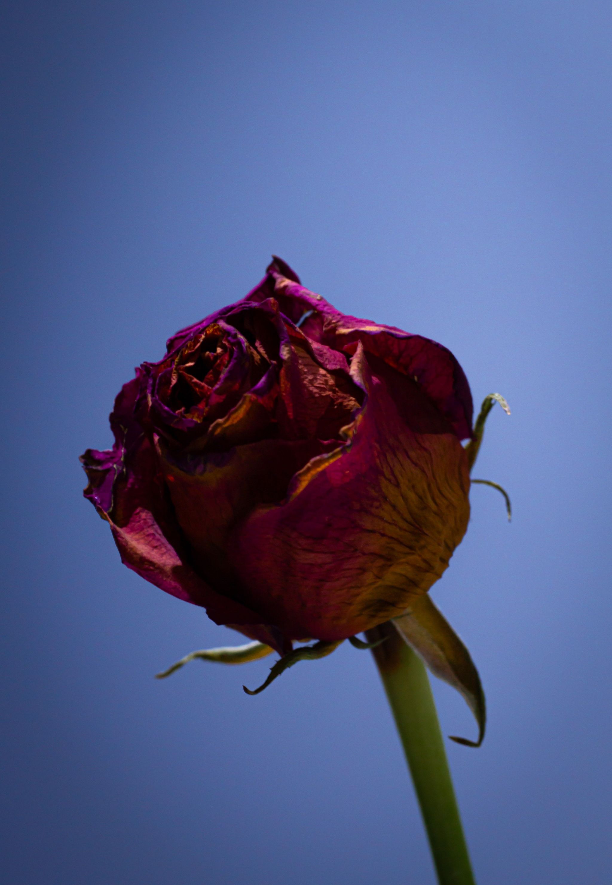 A red rose starting to wilt