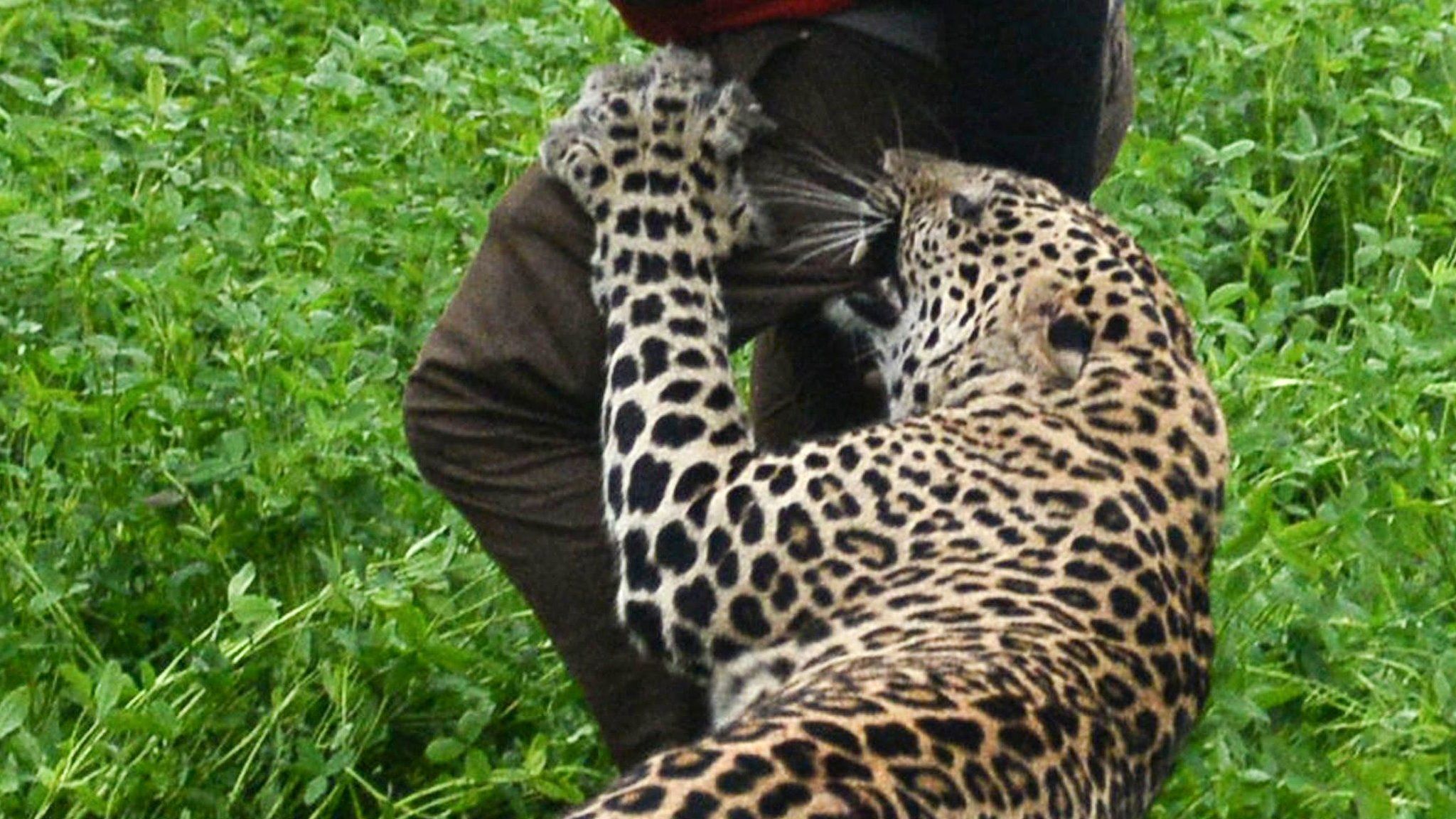 Leopard biting man