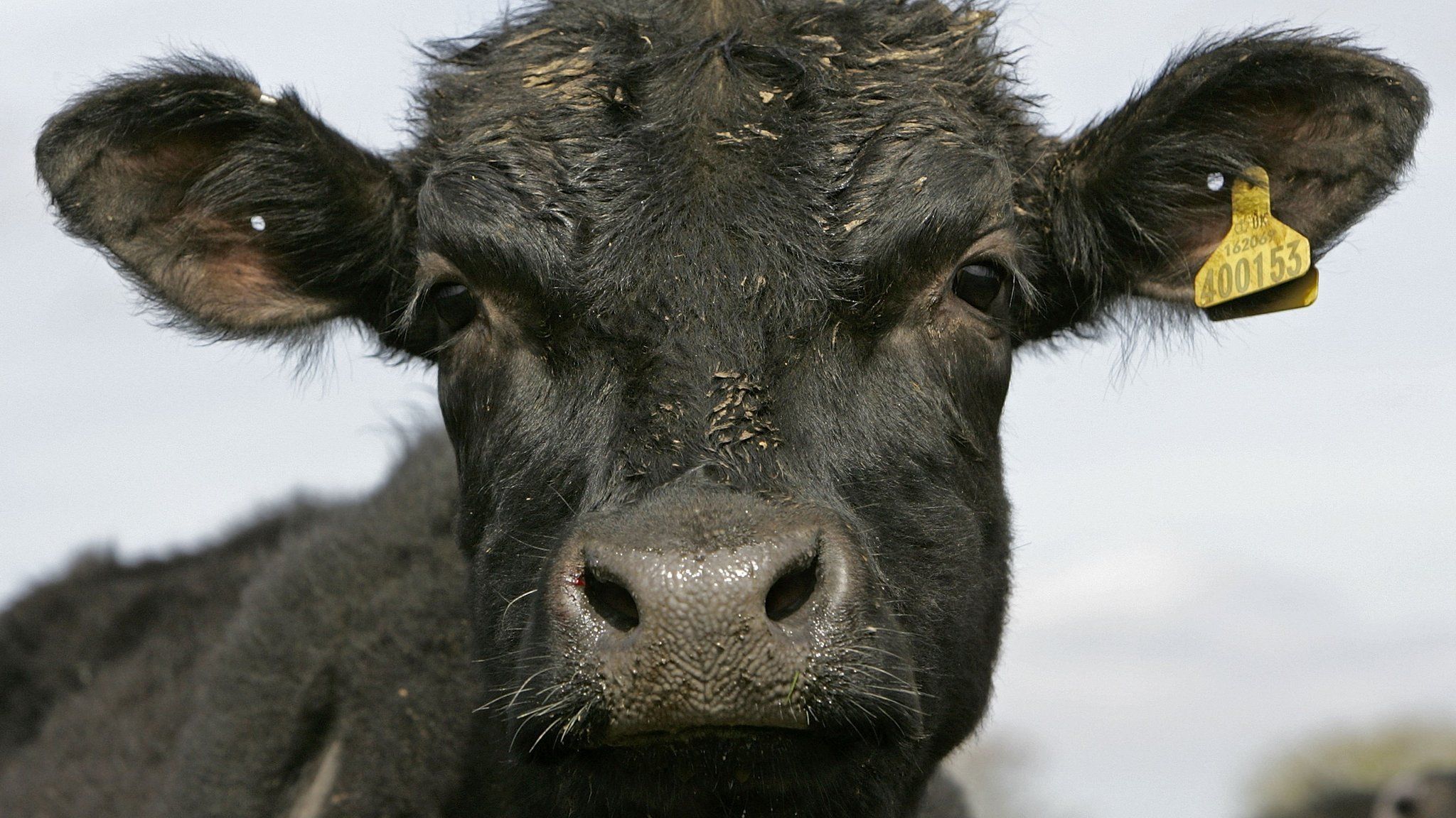 British beef exports