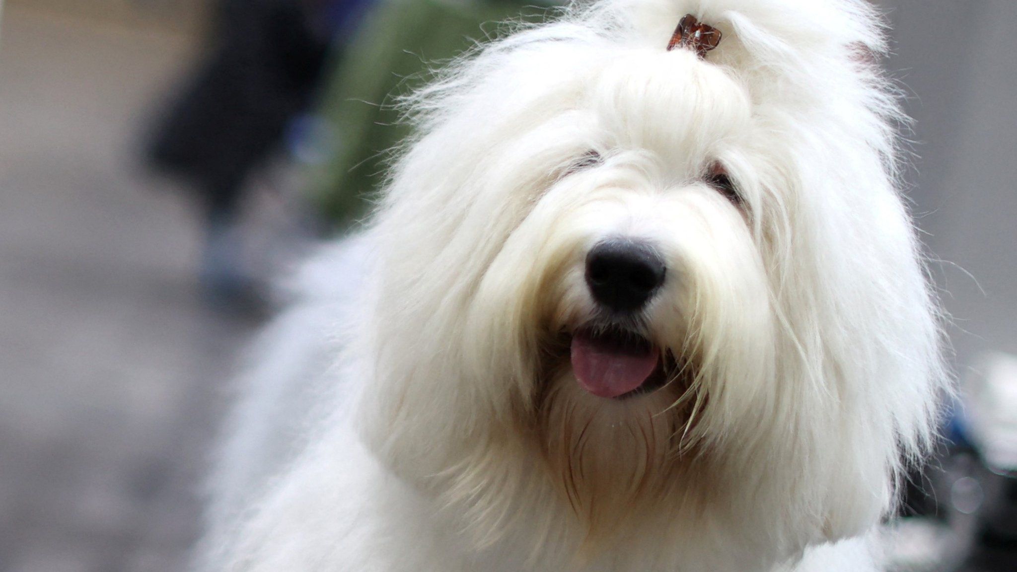 An Old English Sheepdog is seen the first day of the Crufts Dog Show