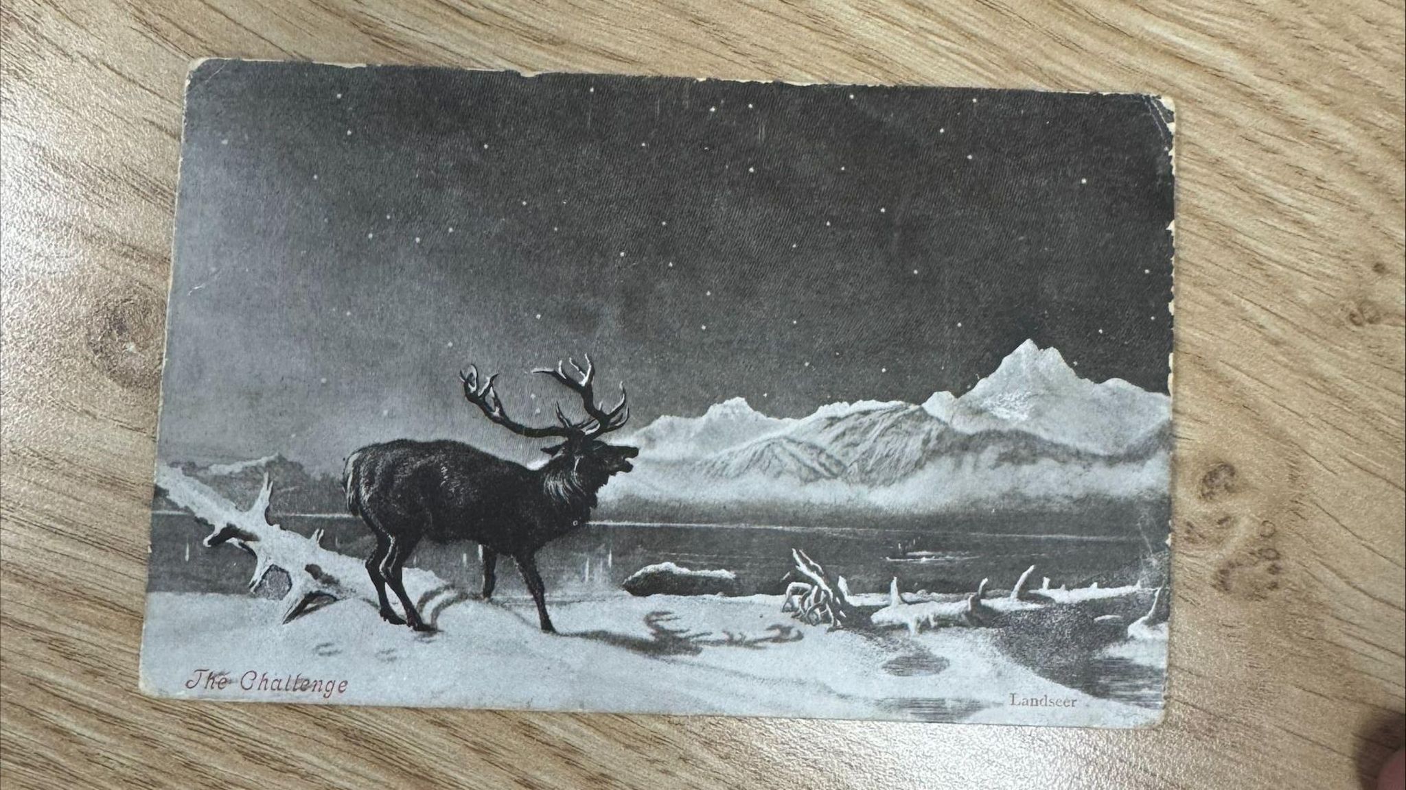 The front of the postcard showing a reindeer against a snowy backdrop 