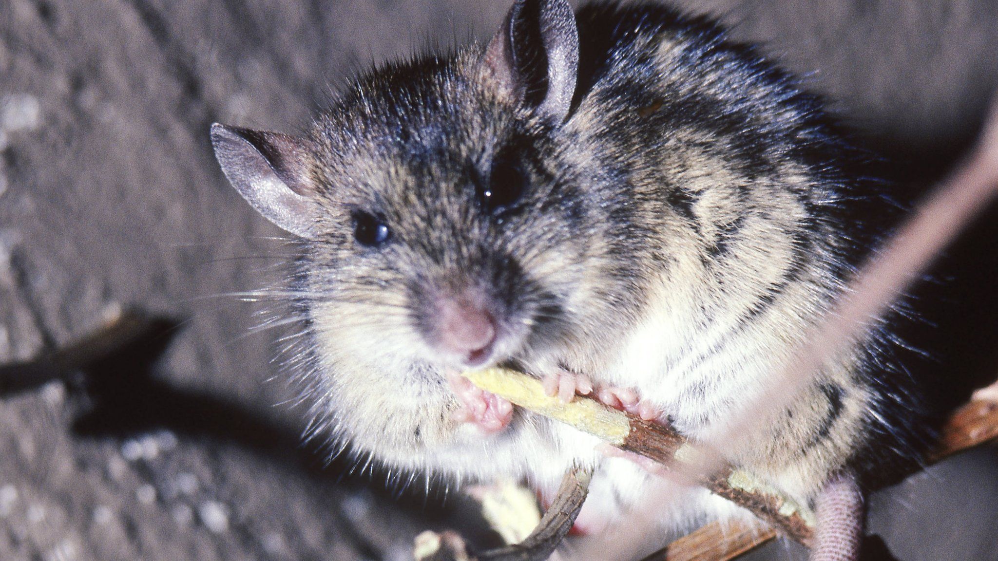 Rats spread a variety of diseases, including Lassa fever