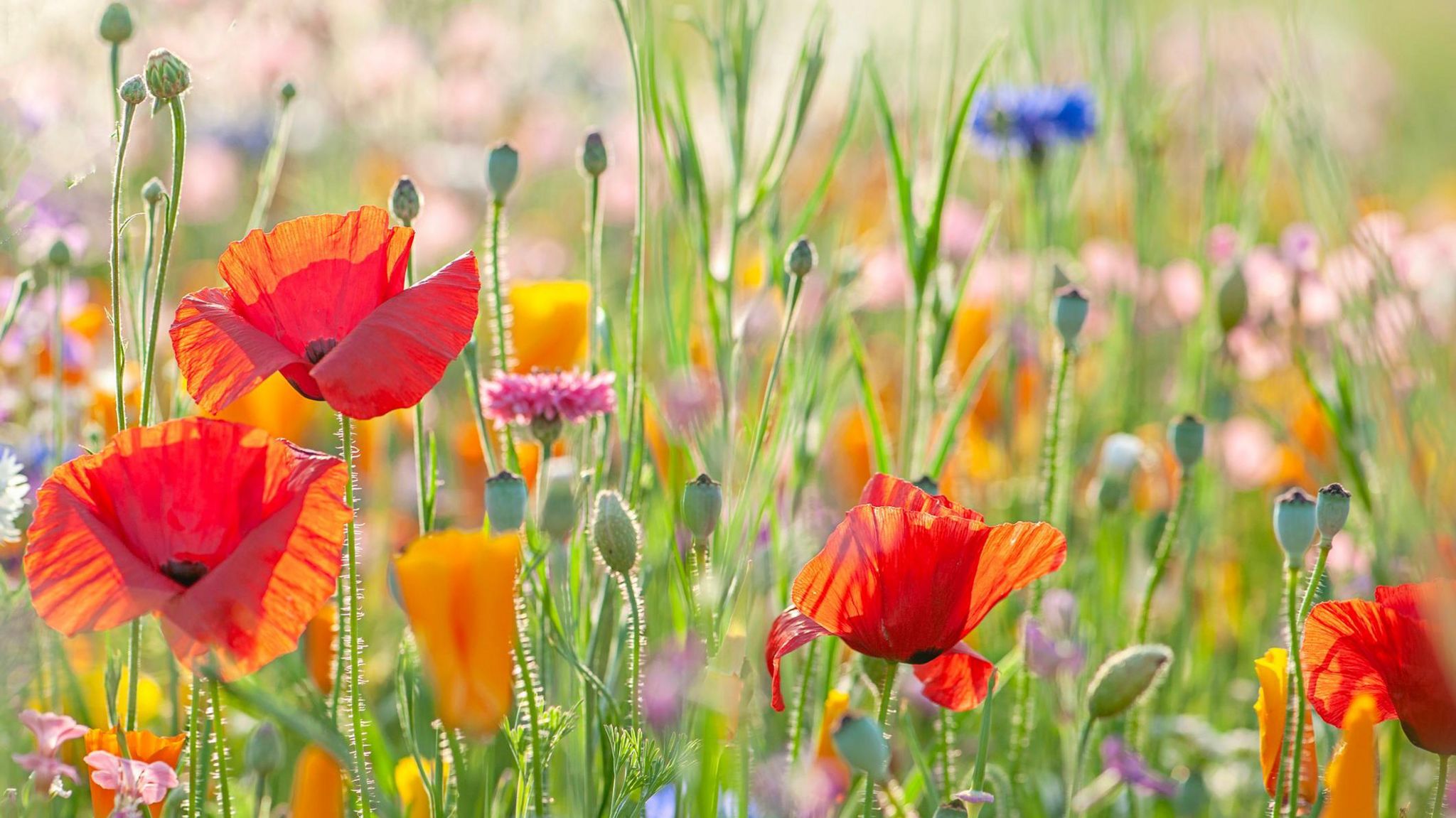 Stock image of poppies in a wildflower meadow