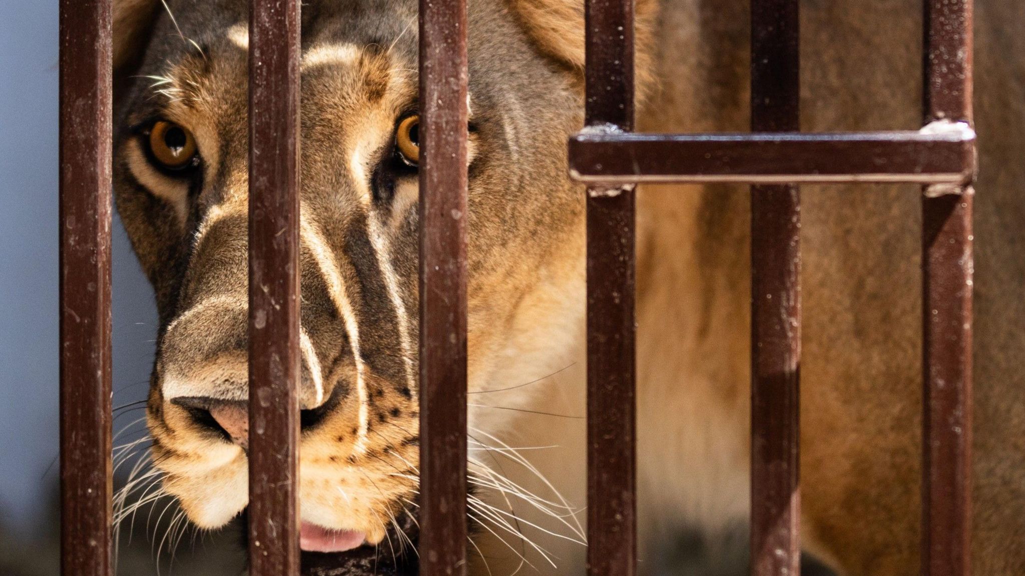 Yuna, an African lioness, in her cage.