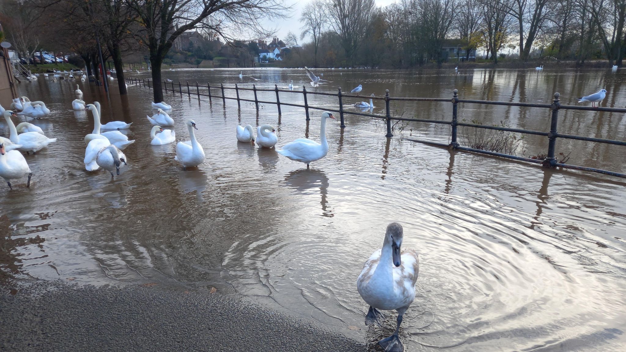 Swans on a flooded path by a river