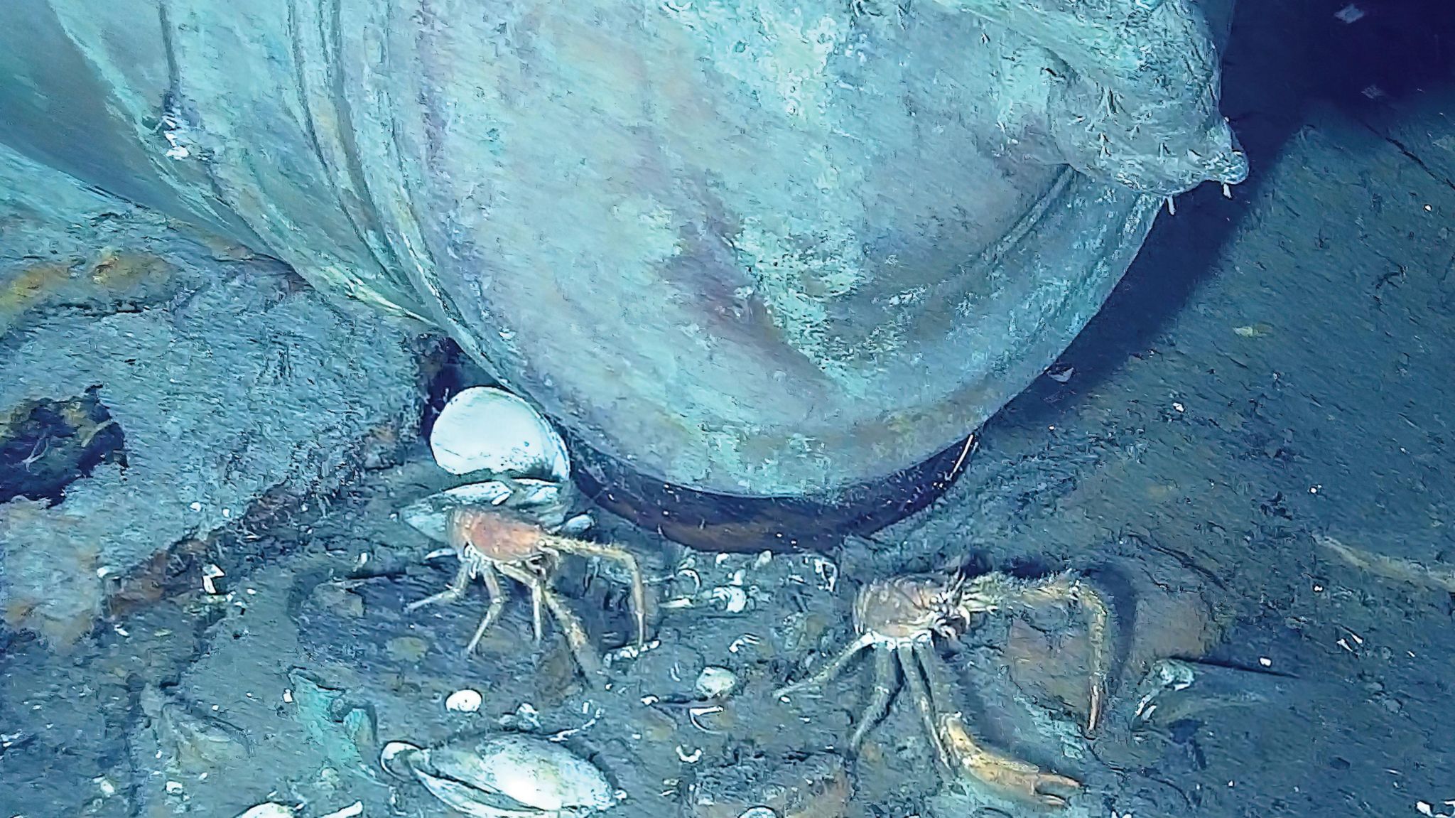 Crabs move around one of the San Jose's cannons on the seabed.