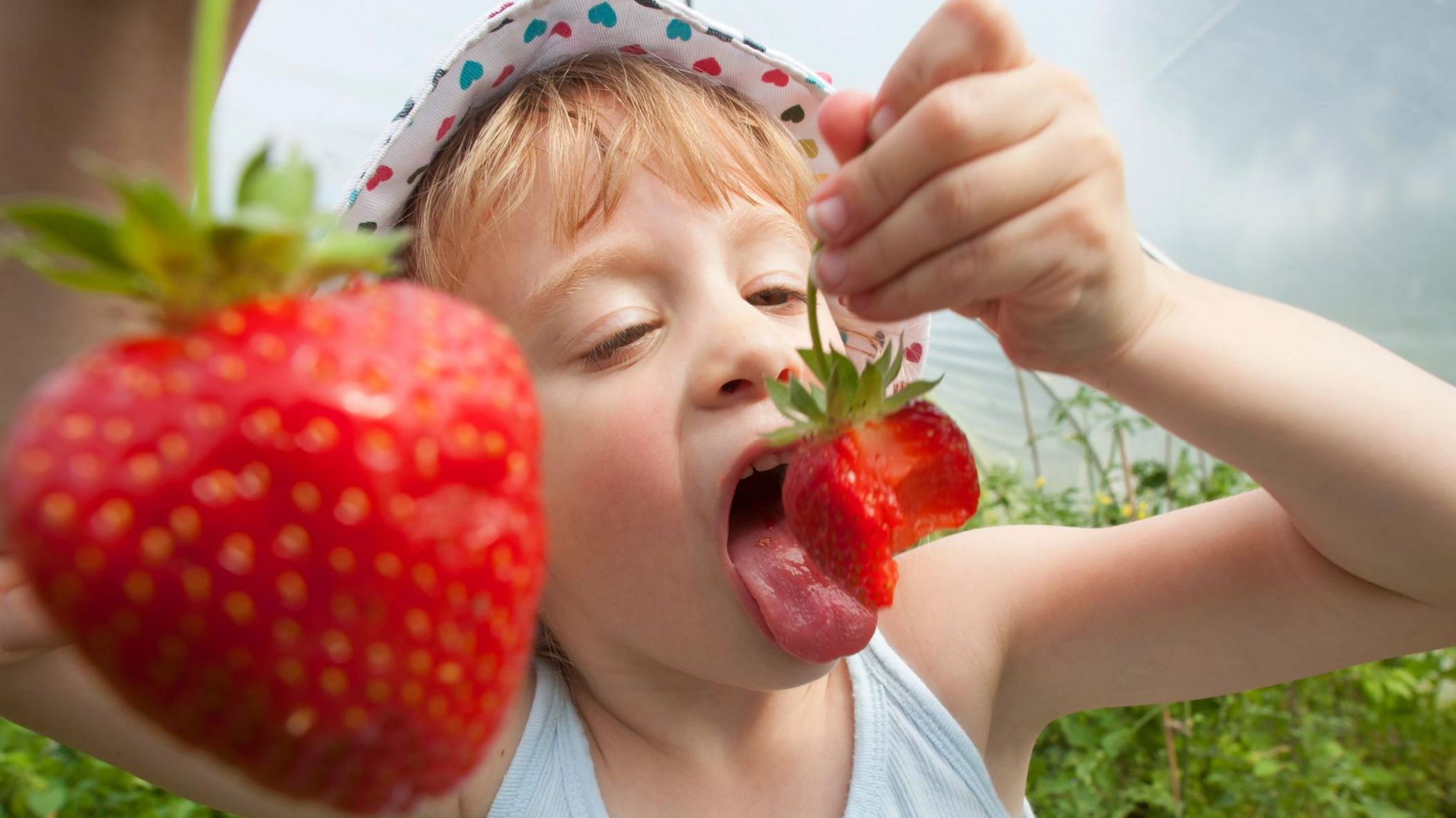 girl wearing hat, eating strawberries in field