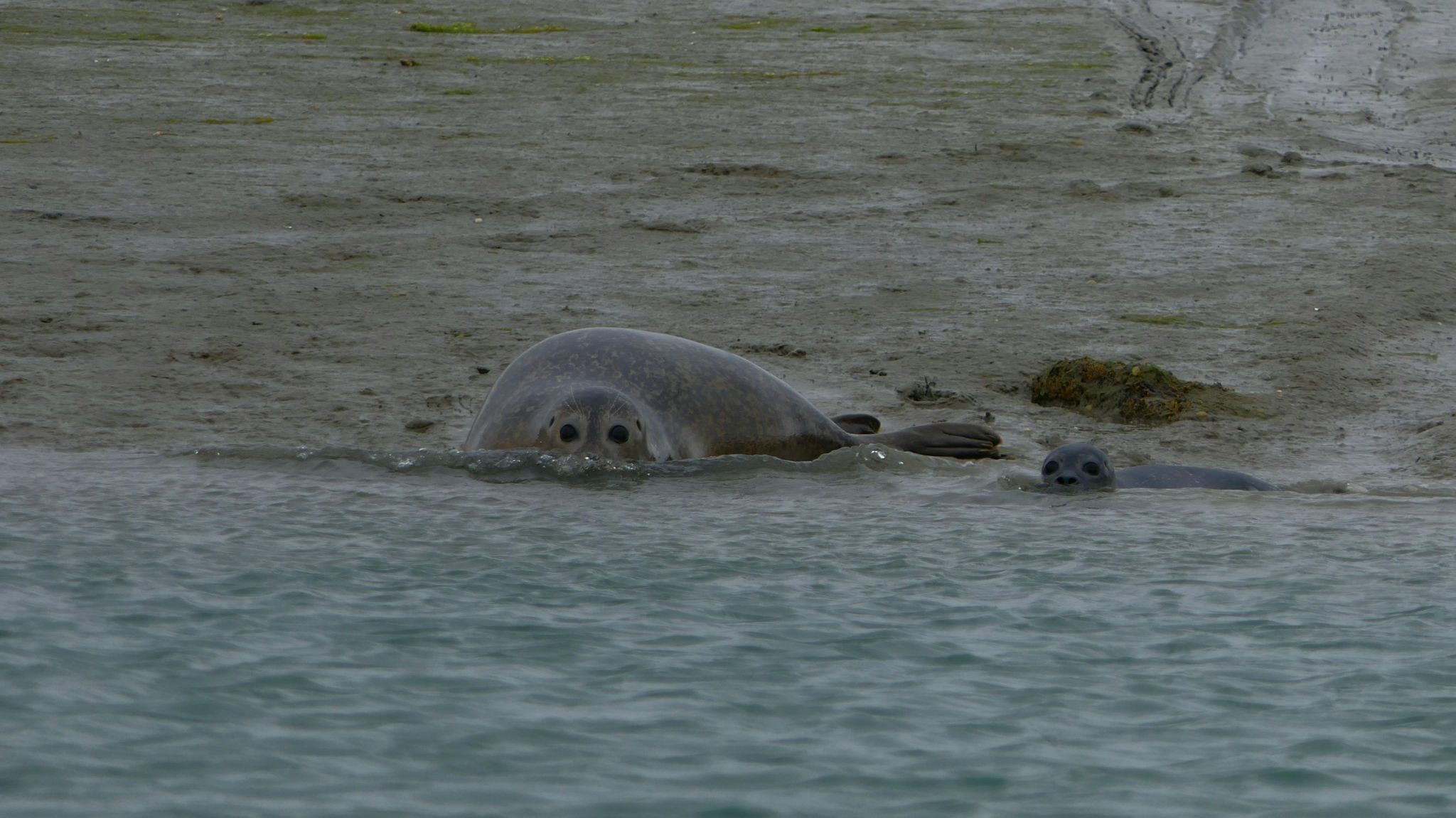 TUESDAY - A seal and a baby seal lie half on the beach and half in the water on an overcast day. The seals are a grey colour and the bank is muddy. The sea in the foreground appears blue.