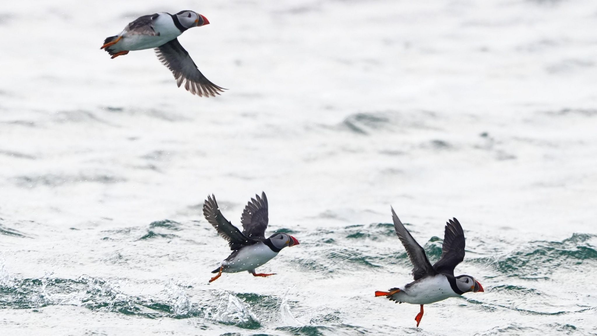 Three puffins flying over the sea