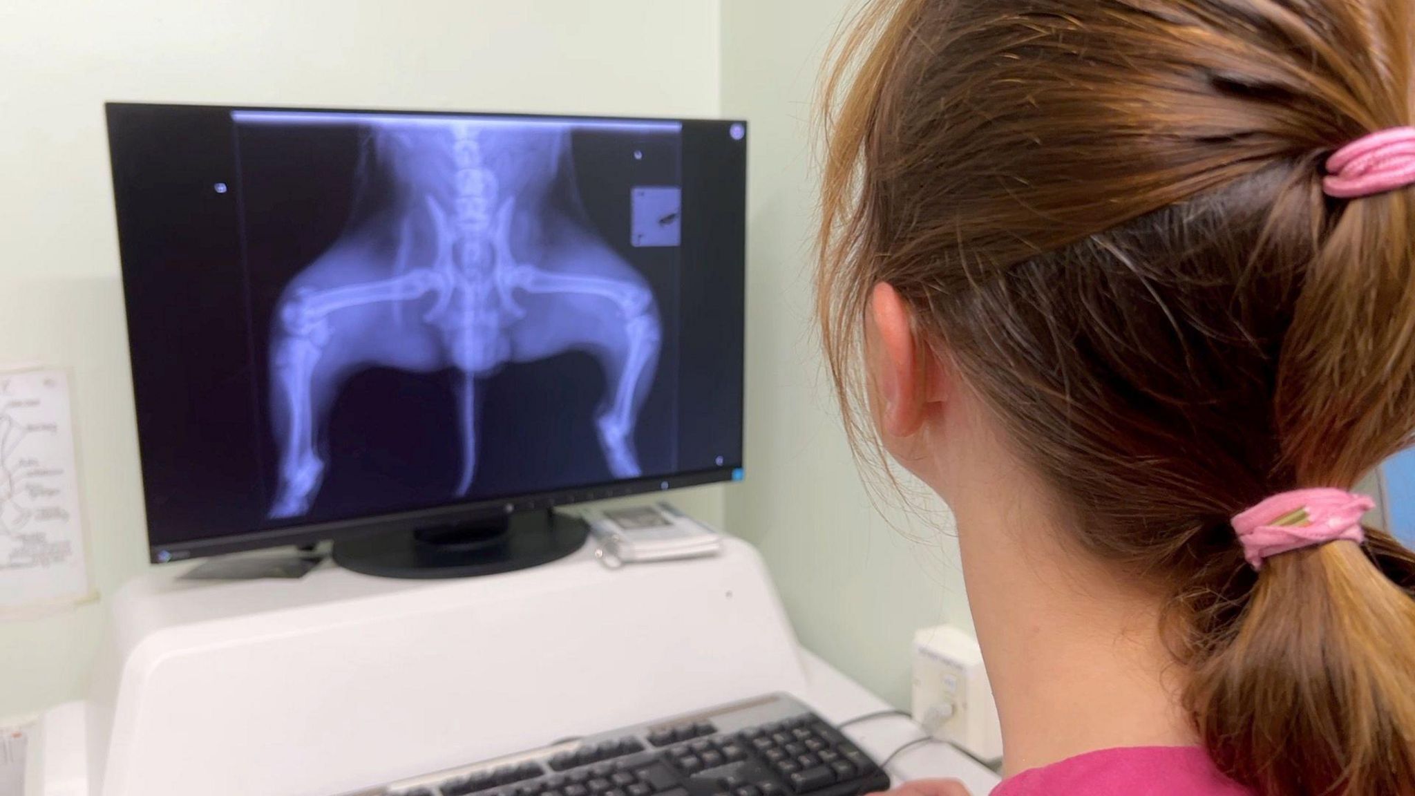 A woman looking at an animal X-ray on a computer screen