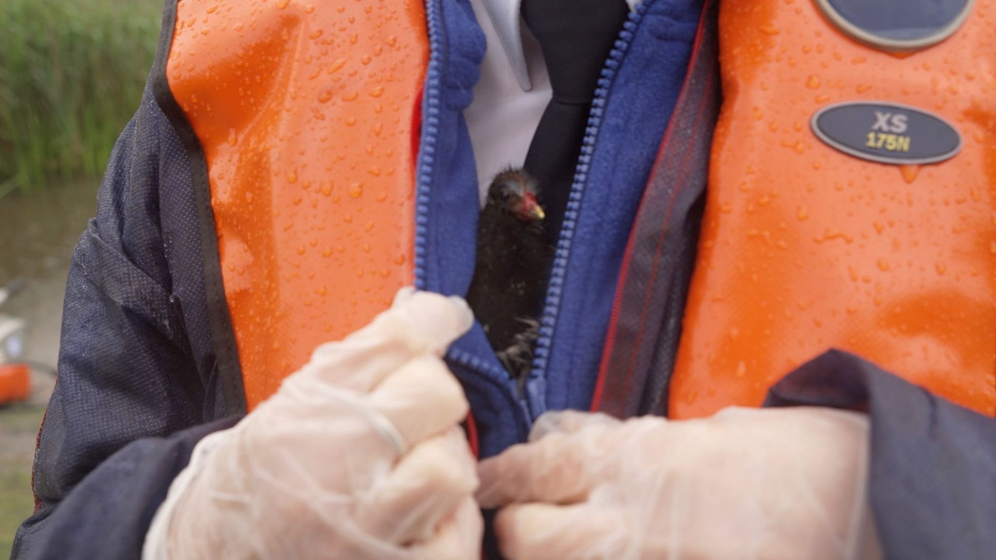 A moorhen chick held in the jacket of RSPCA inspector Michelle Hare
