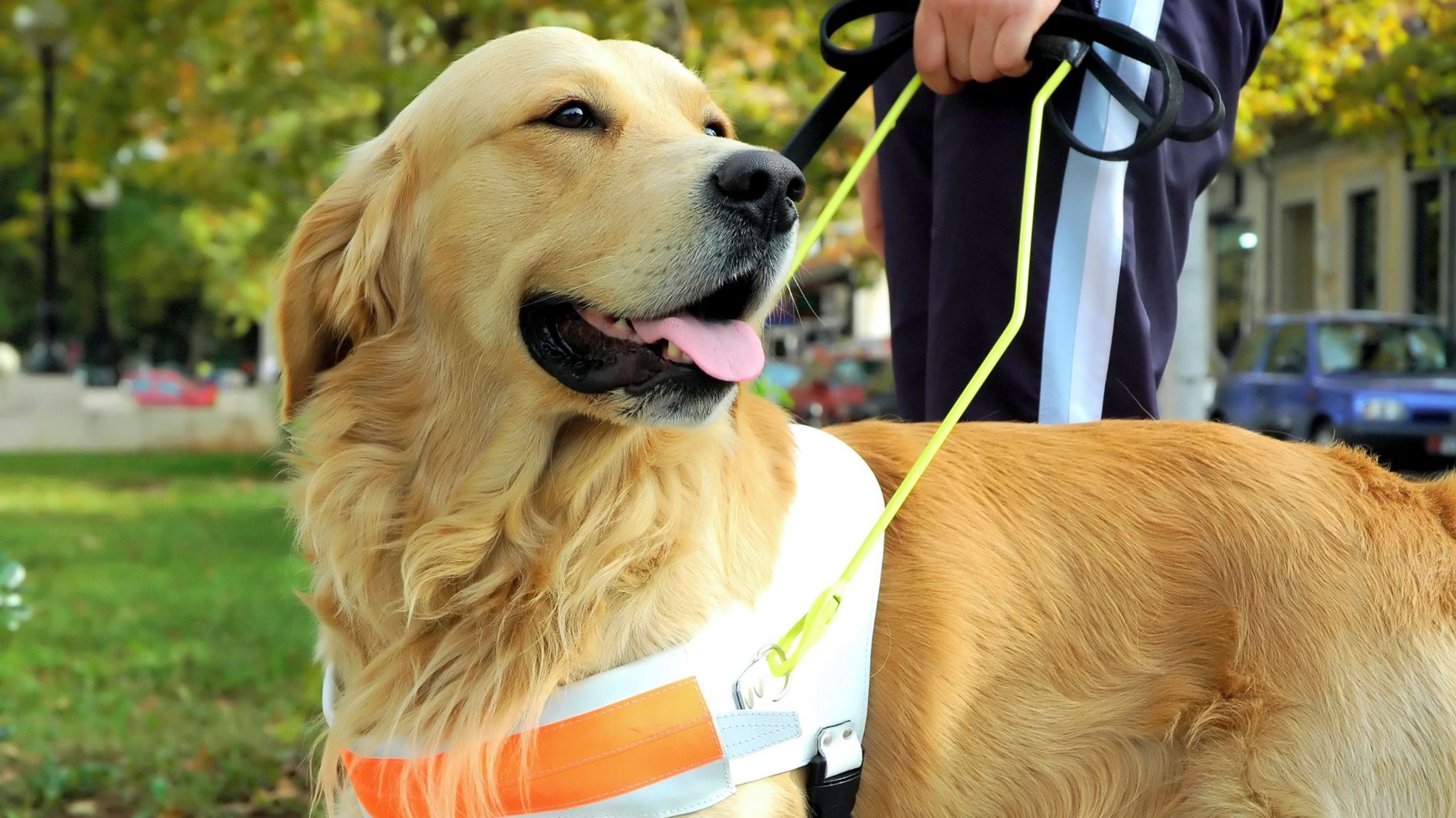 Stock image of a guide dog