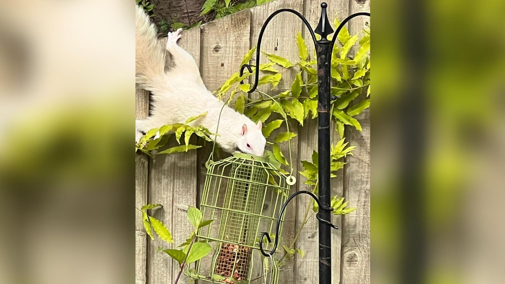 A white squirrel eats from a green bird feeder in front of a fence which its back legs are leaning on