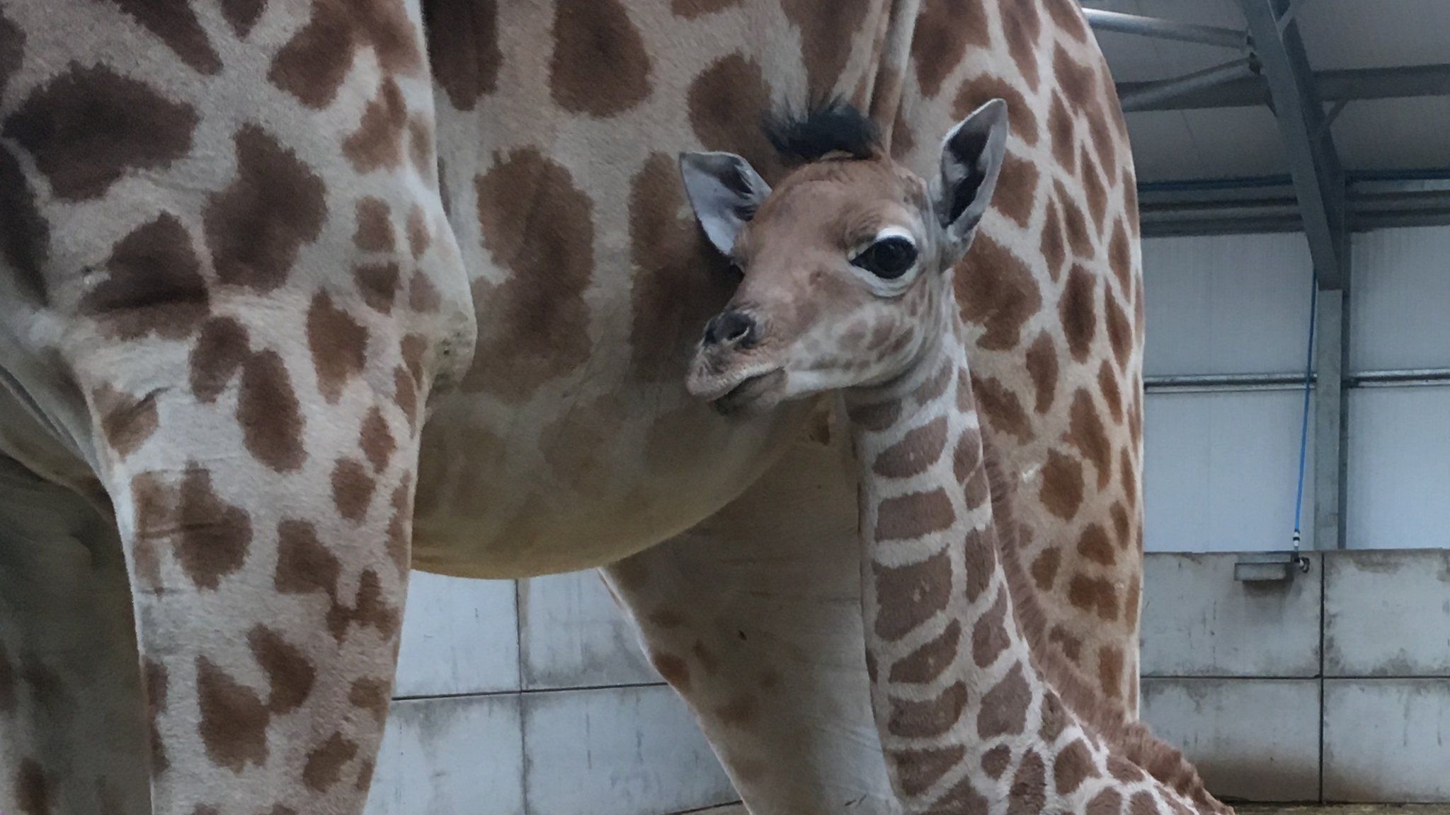 Baby Kordofan giraffe
