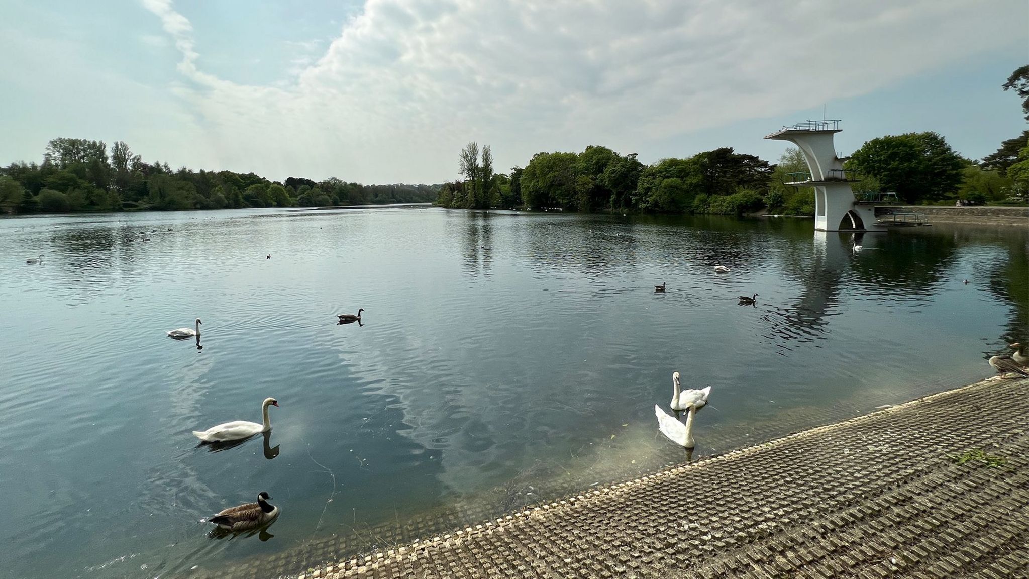 A large open water lake on a sunny day, surrounded by trees and bushes. There are several swans and ducks swimming close to the shore and a tall concrete diving platform can be seen in the background.