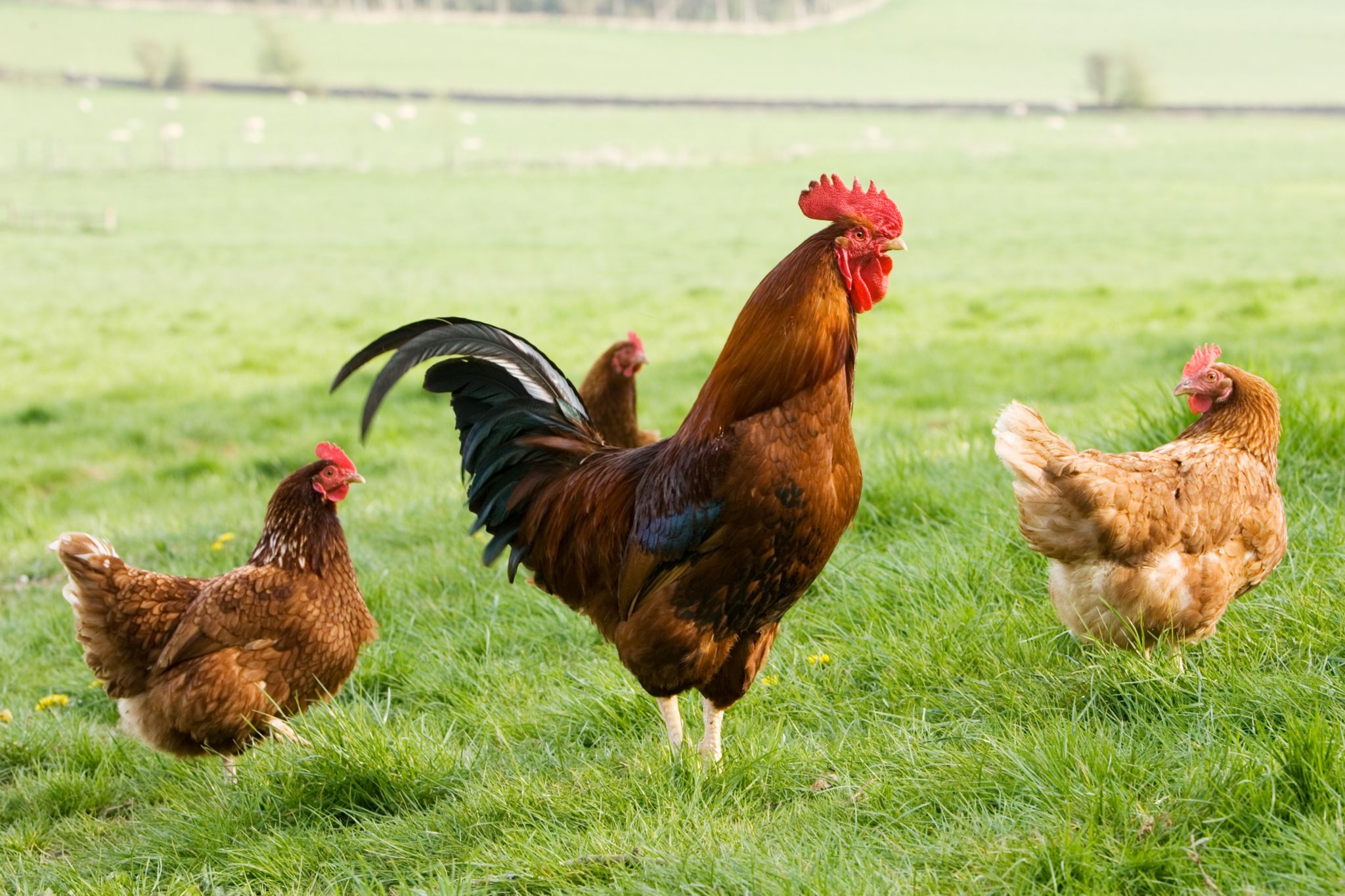 Bird flu: East Yorkshire outbreak confirmed - BBC News