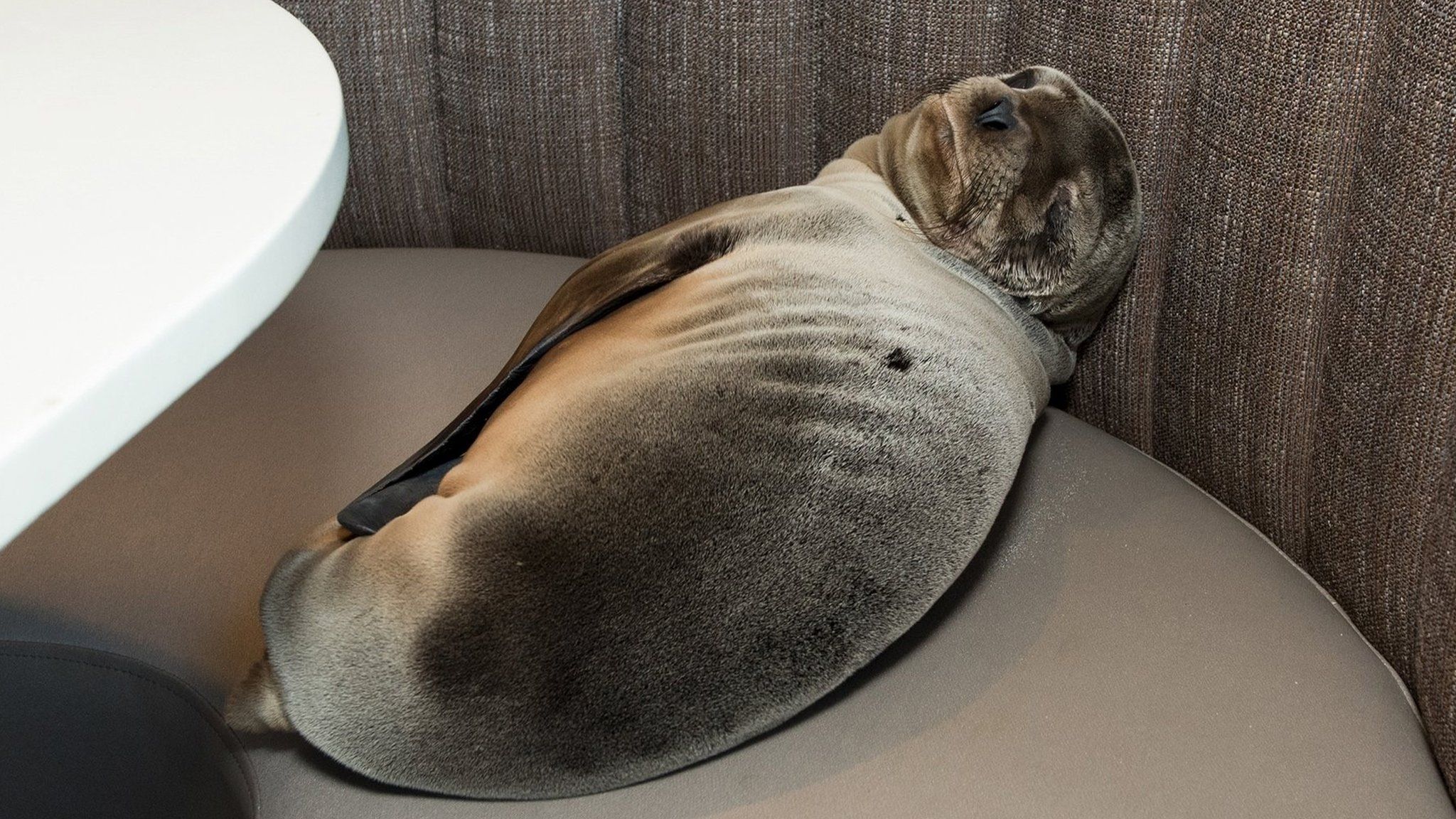 An eight-month-old female California sea lion pup is seen after being found sleeping in a booth in the dining room of the iconic Marine Room restaurant in San Diego