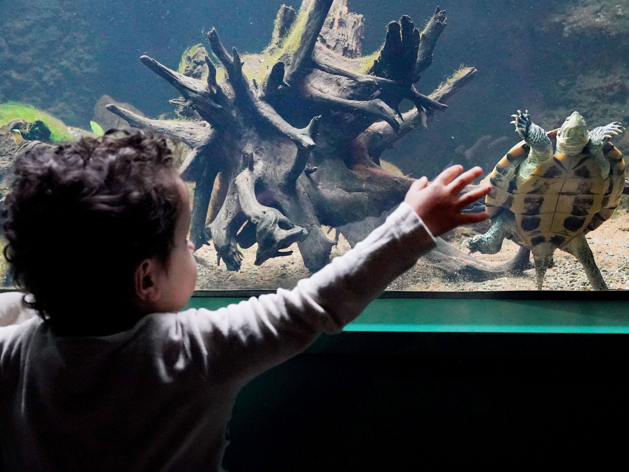 Two-year-old Kaiyan Tapley reaches out to a Vietnamese pond turtle