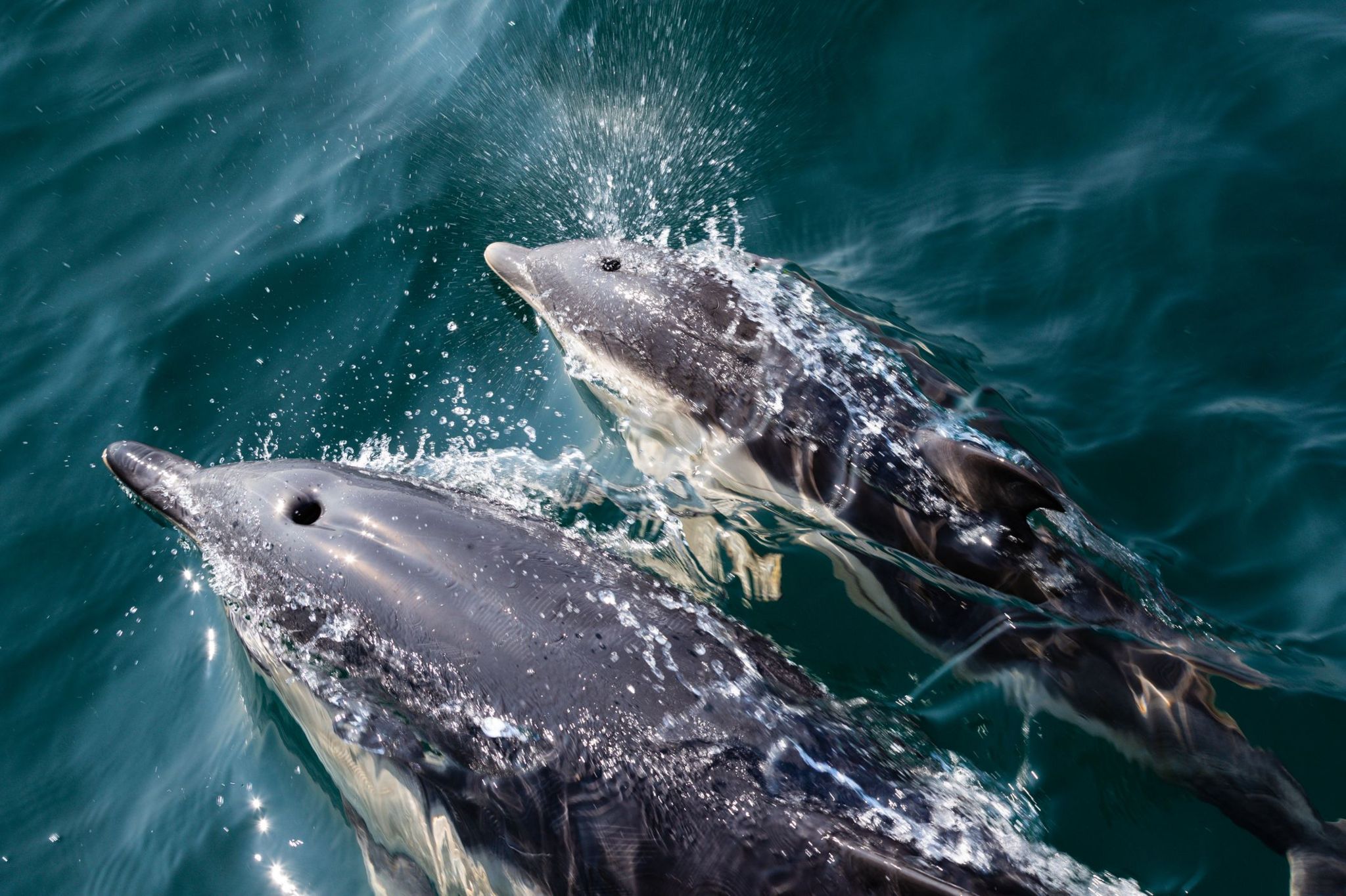 Two dolphins in the sea