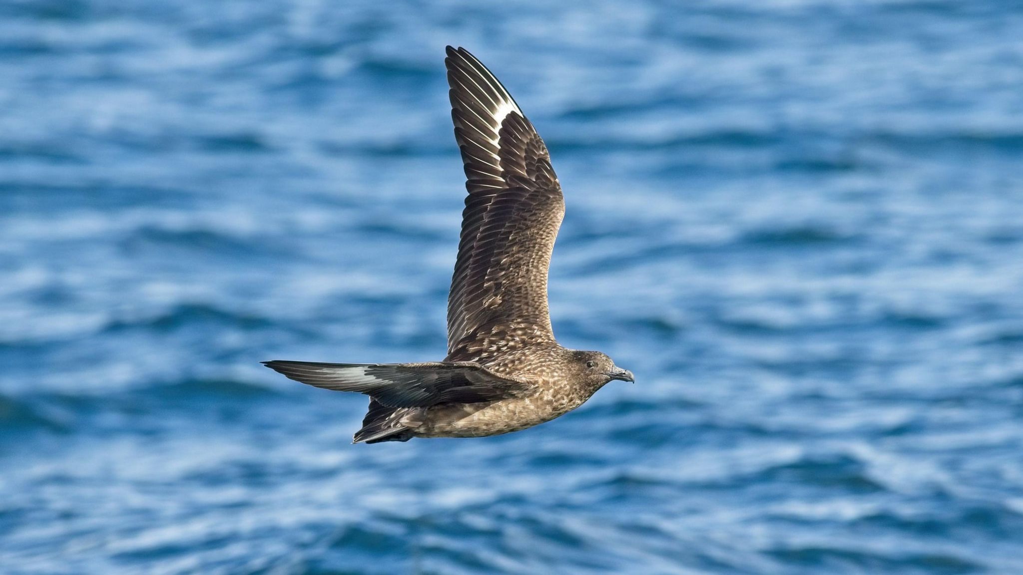 The great skua, sometimes known by the name bonxie in Britain, feeds on fish caught from the sea or taken from other birds